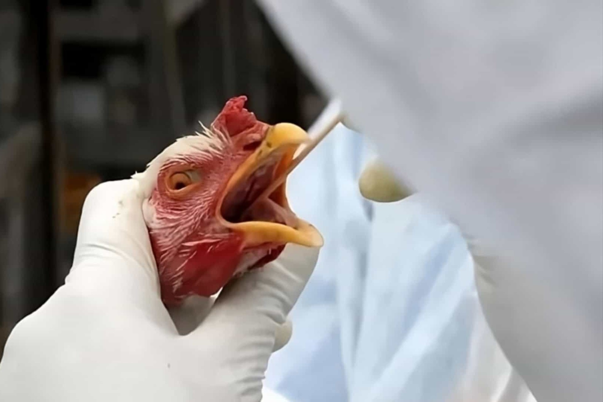Ministério da Agricultura confirma primeiro foco de gripe aviária em granja comercial no Brasil