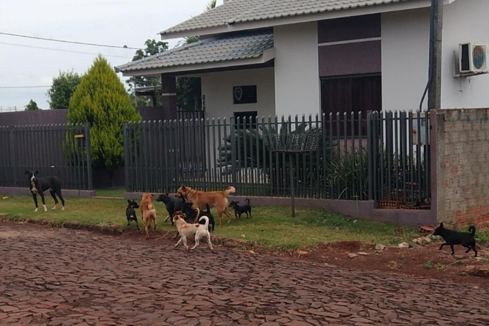 Missal: Cadê os donos? Abando de animais é crime