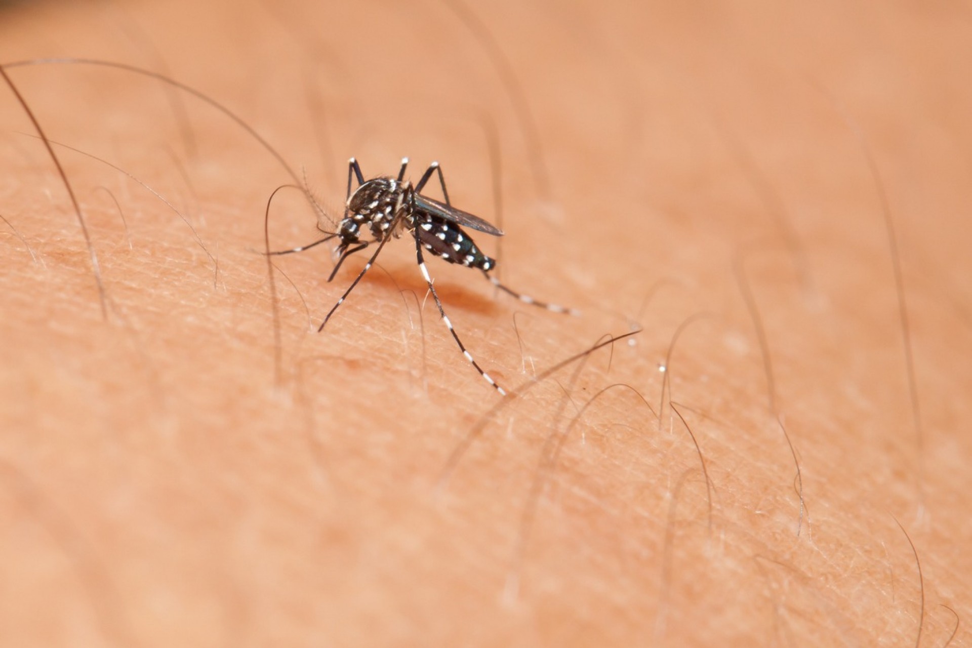 Missal chega a 100 casos positivos de dengue