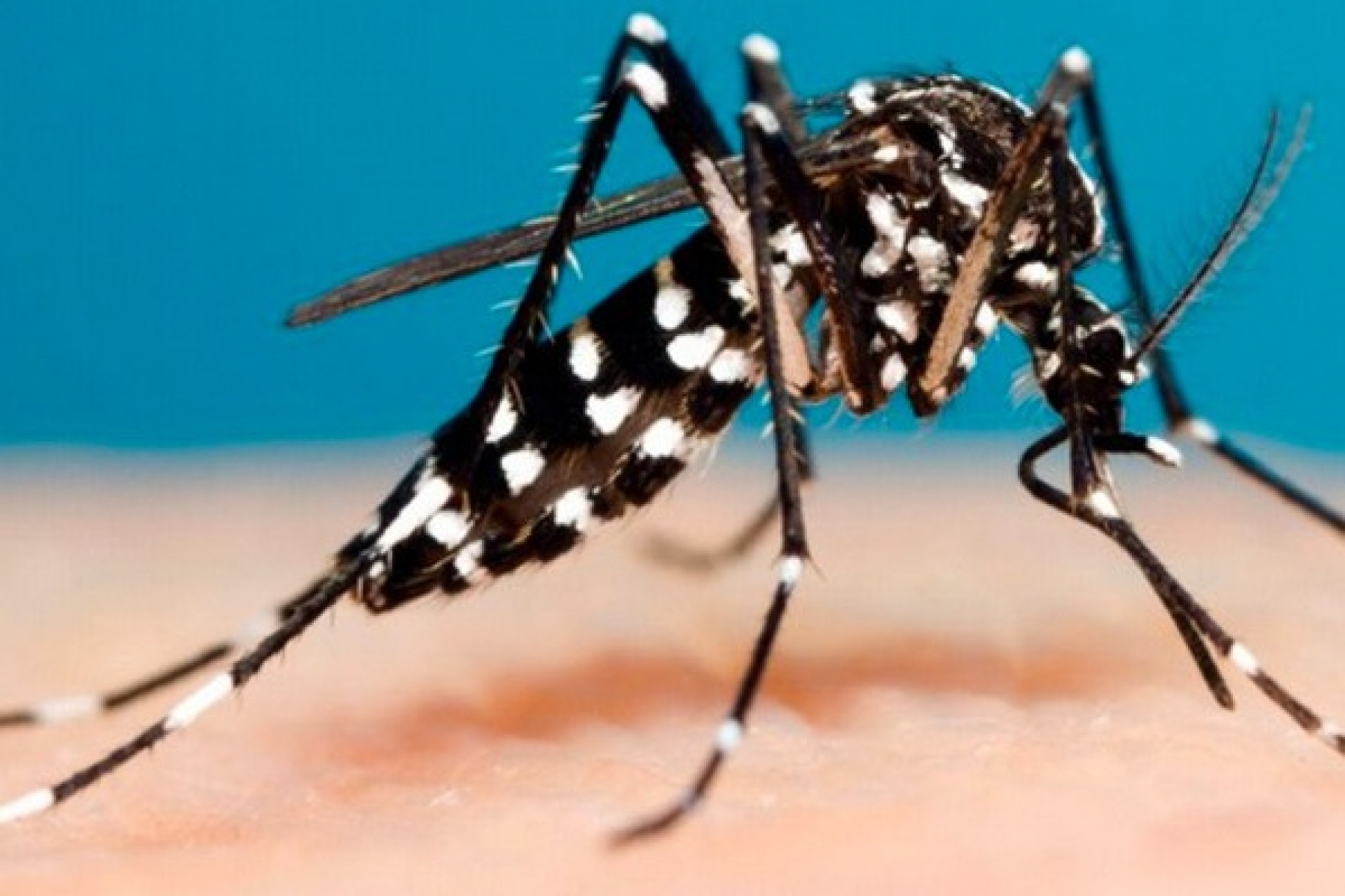 Missal confirma 91 casos positivos de dengue