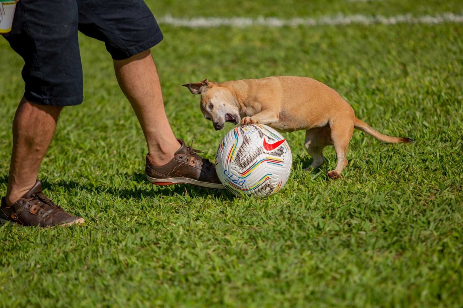 Missal Cria programa municipal de Defesa e Proteção Animal