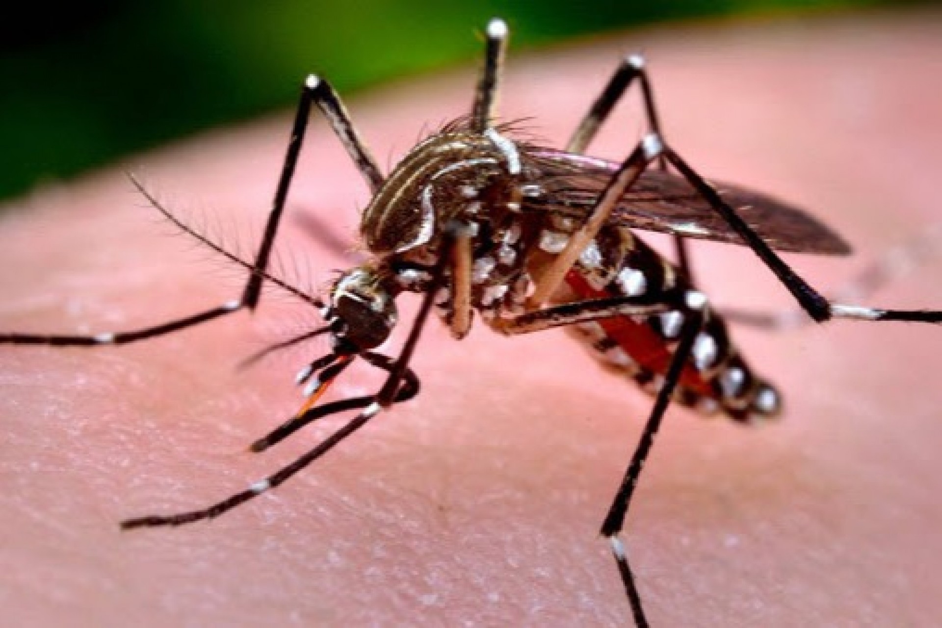 Missal está com 189 casos confirmados de dengue
