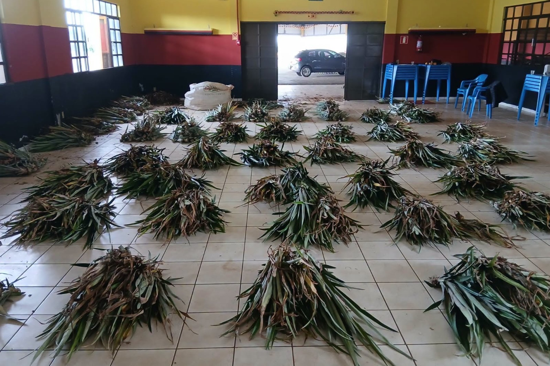 Missal incentiva produção de abacaxi com distribuição de mudas a agricultores