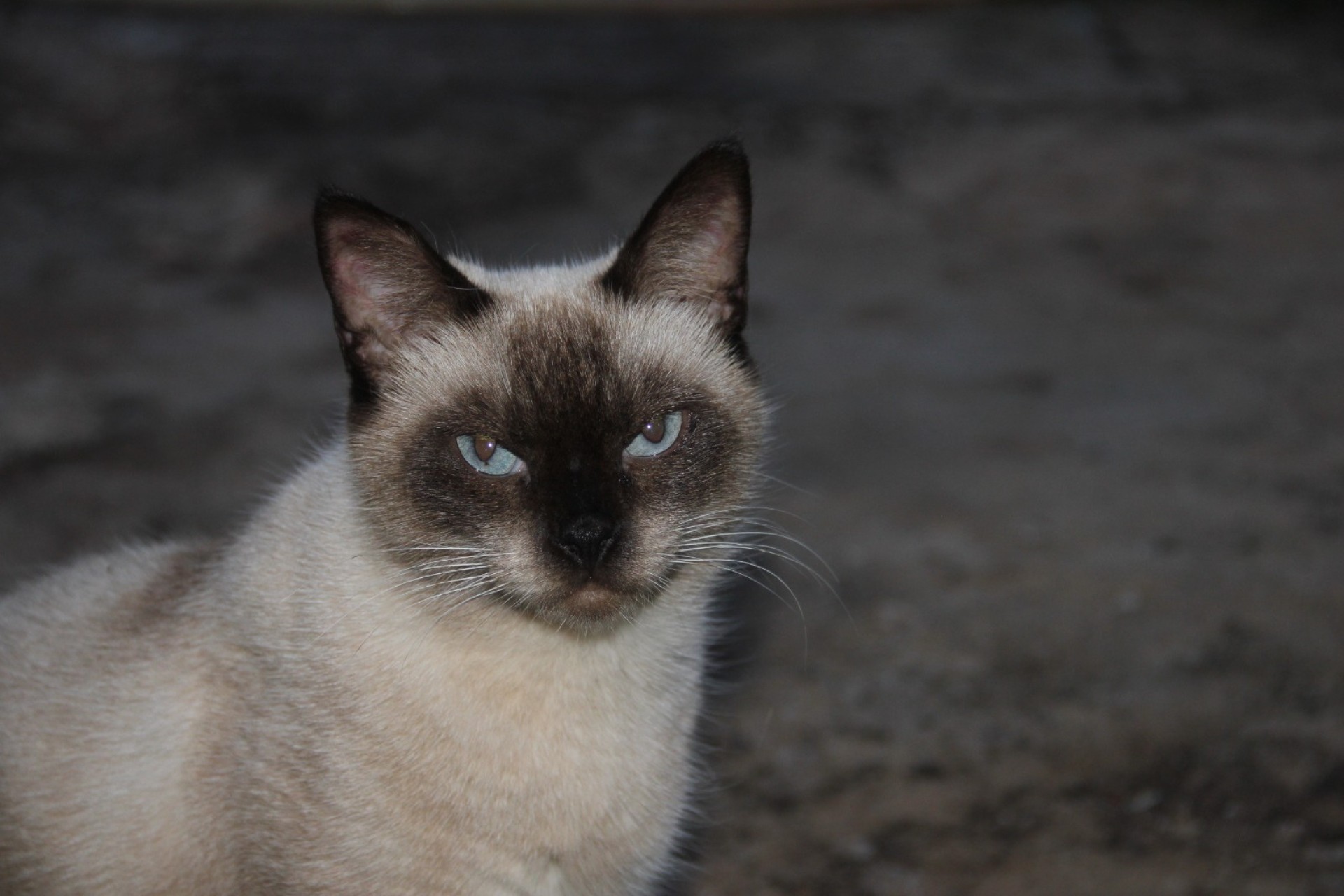 Missal: Procura-se gata que sumiu no bairro Panorâmico