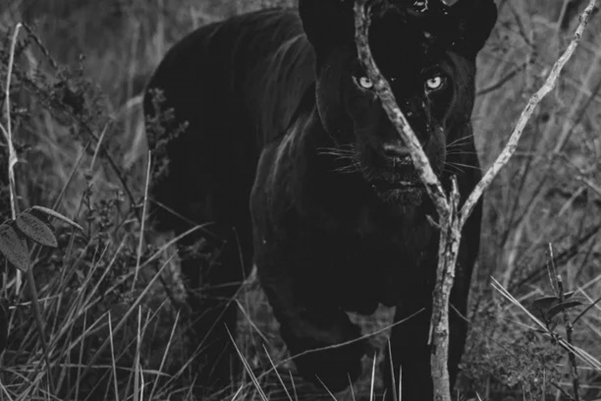 Misteriosas e raras, onças-pretas dominam parque no Cerrado e intrigam pesquisadores