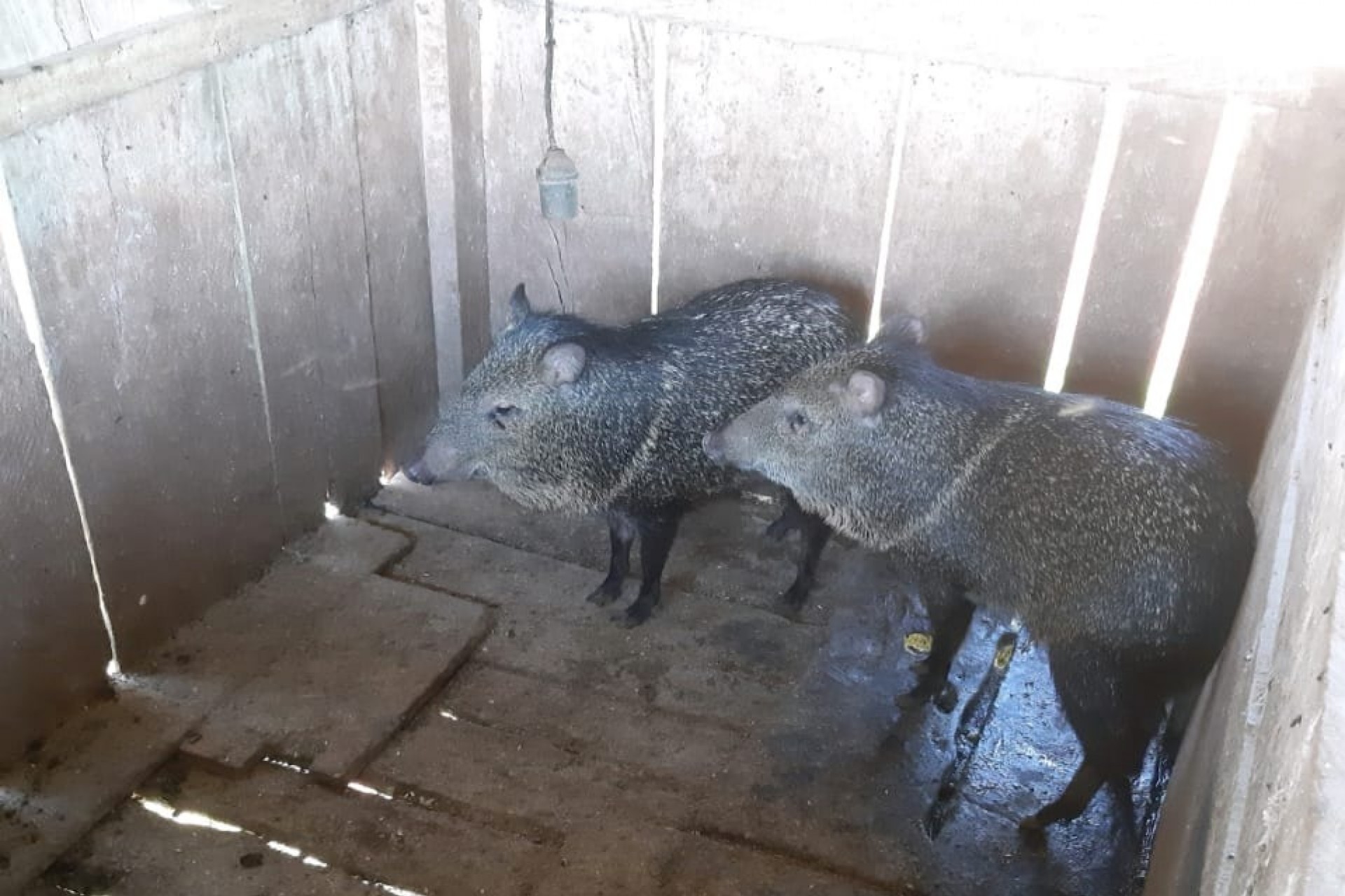 Morador de São Miguel é multado em R$ 10 mil por manter animais silvestres em cativeiro