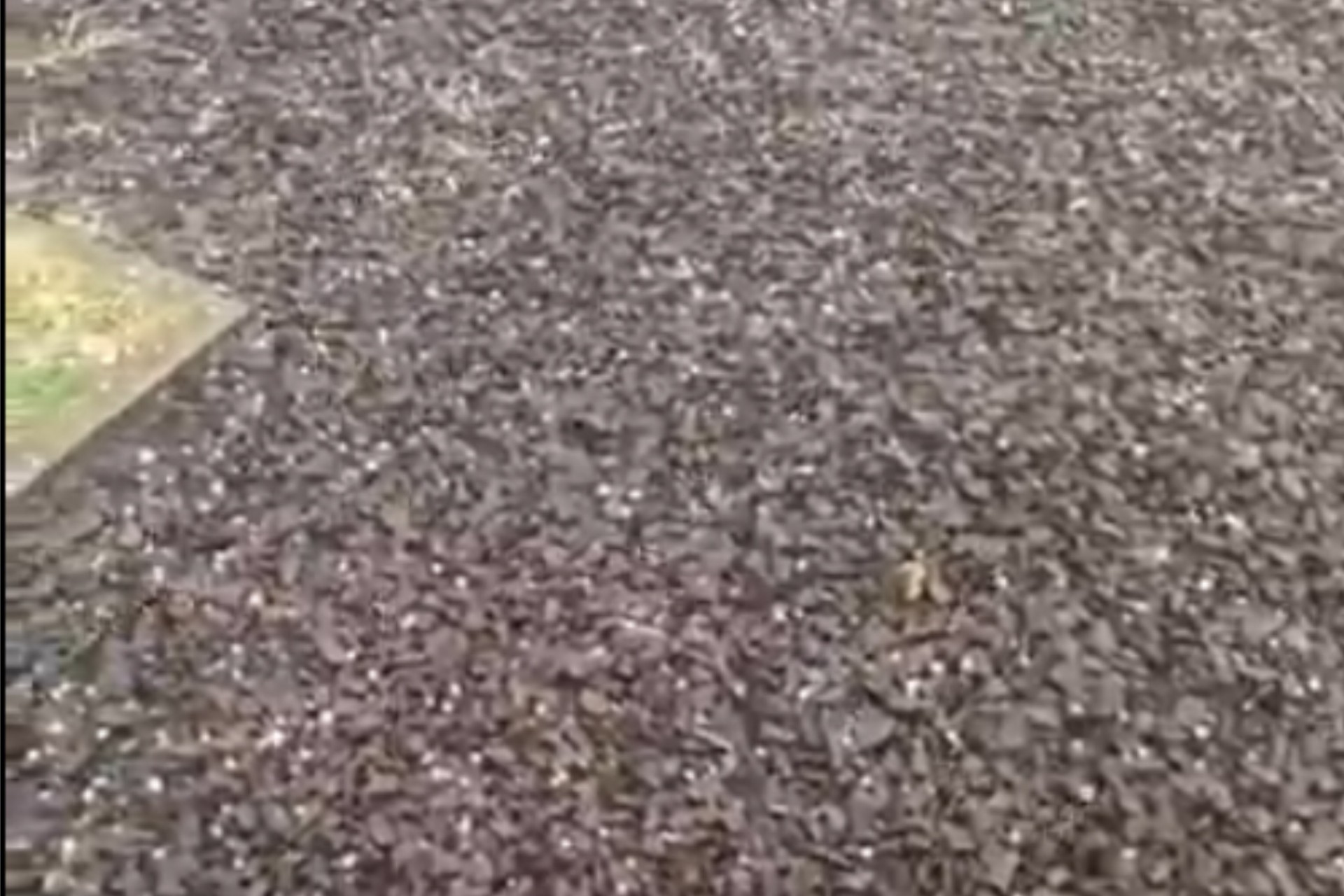 Moradores de Cascavel ficaram assustados com chuva de pedra - veja no vídeo