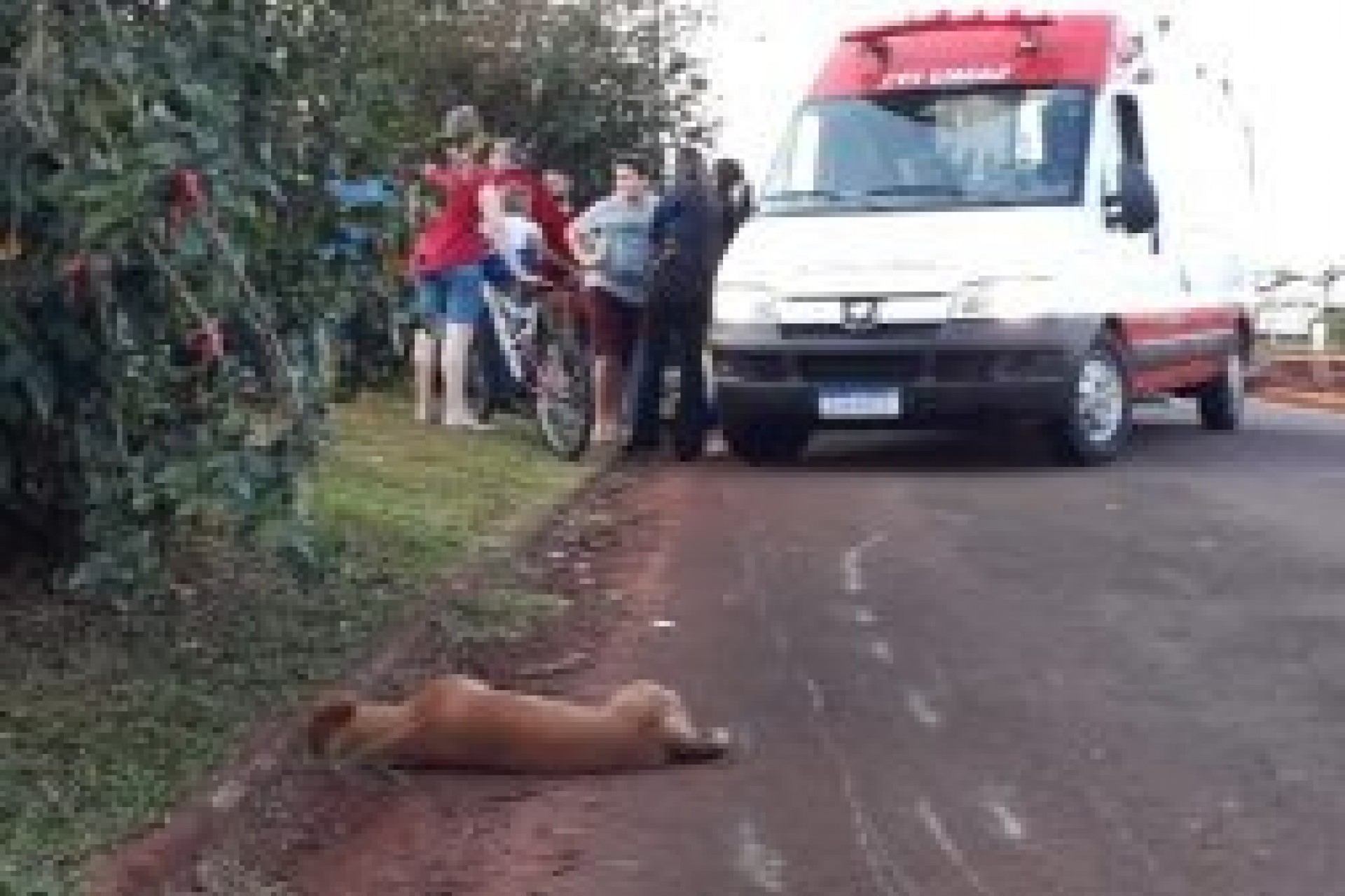 Motociclista sofre acidente após atropelar dois cães em Itaipulândia