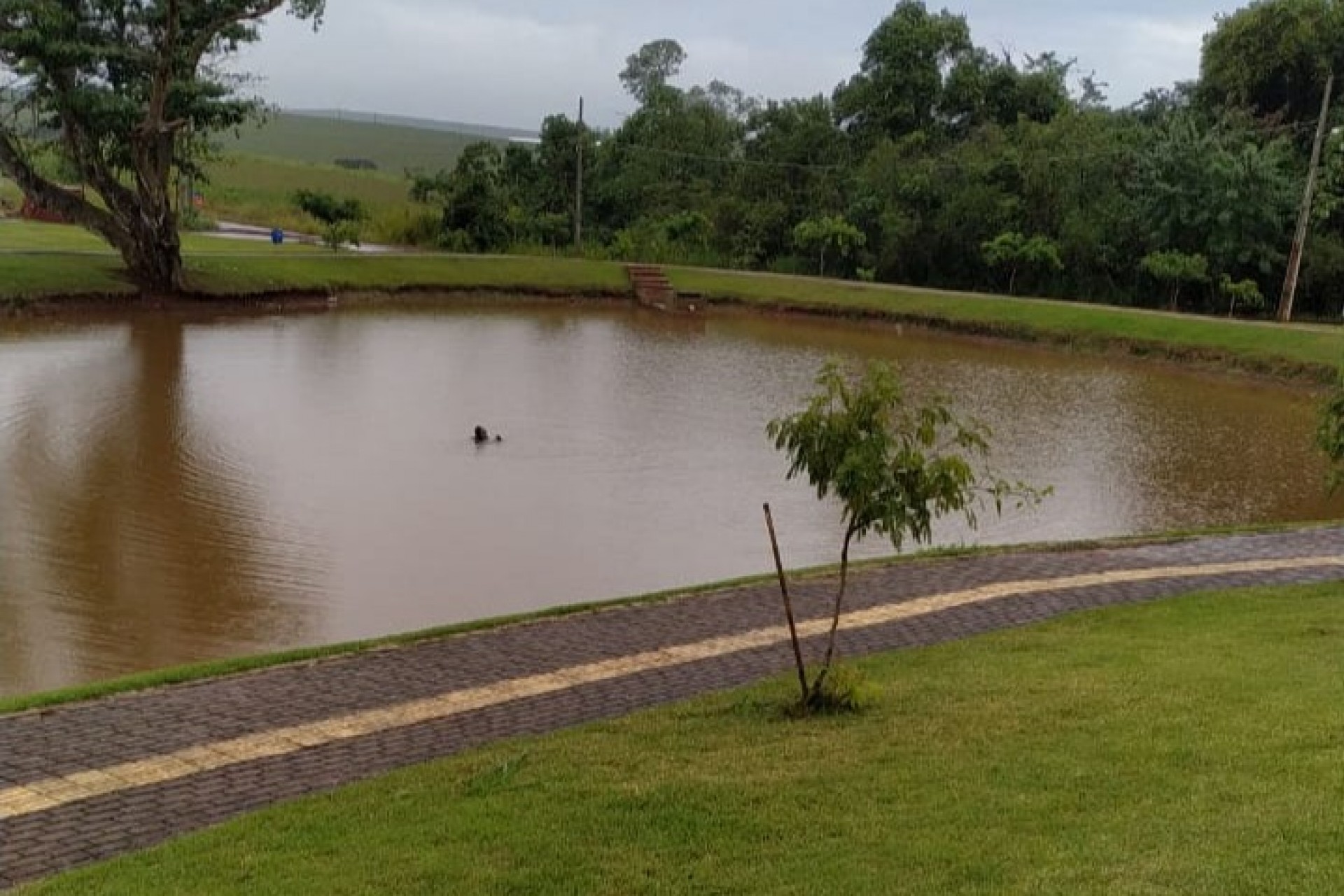 Motorista perde o controle e veículo no Lago Municipal de São Miguel do Iguaçu