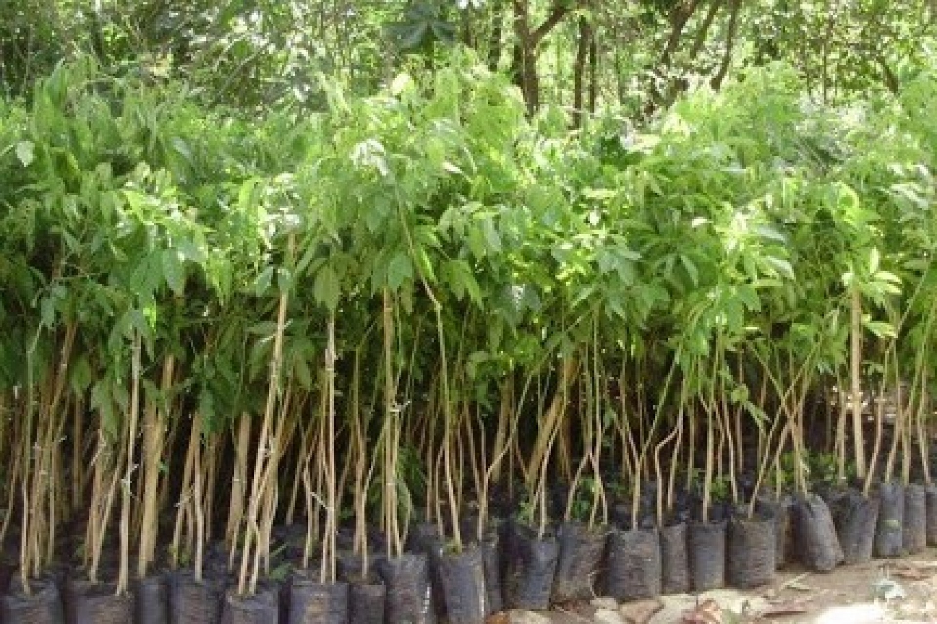 Mudas de árvores nativas e frutíferas serão distribuídas no Dia do Meio Ambiente em Missal