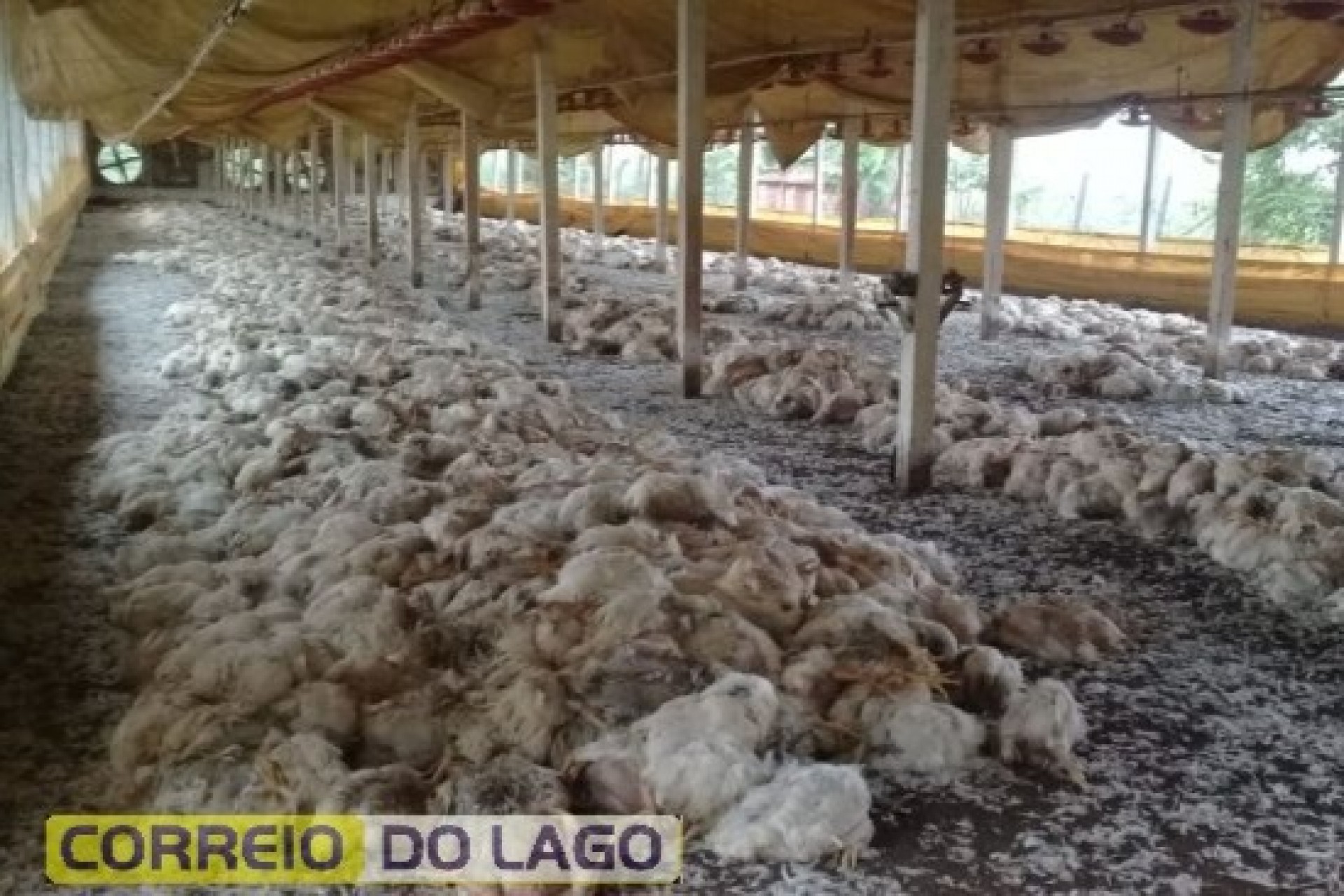 No dia da entrega, frangos morrem em aviário por falta de energia elétrica em Santa Helena