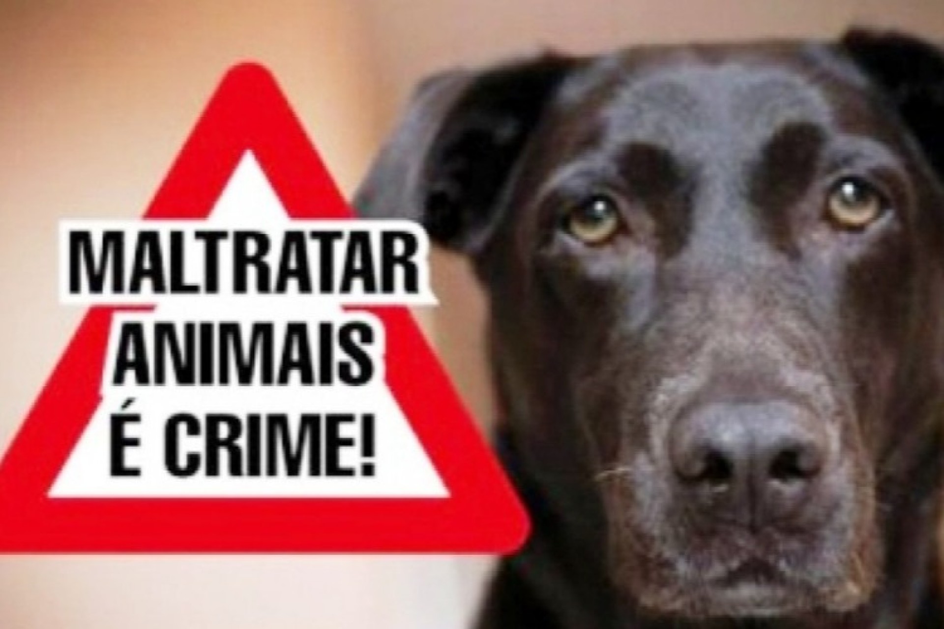 Paraná: agressores que cometerem maus-tratos contra animais terão que arcar com todas as despesas