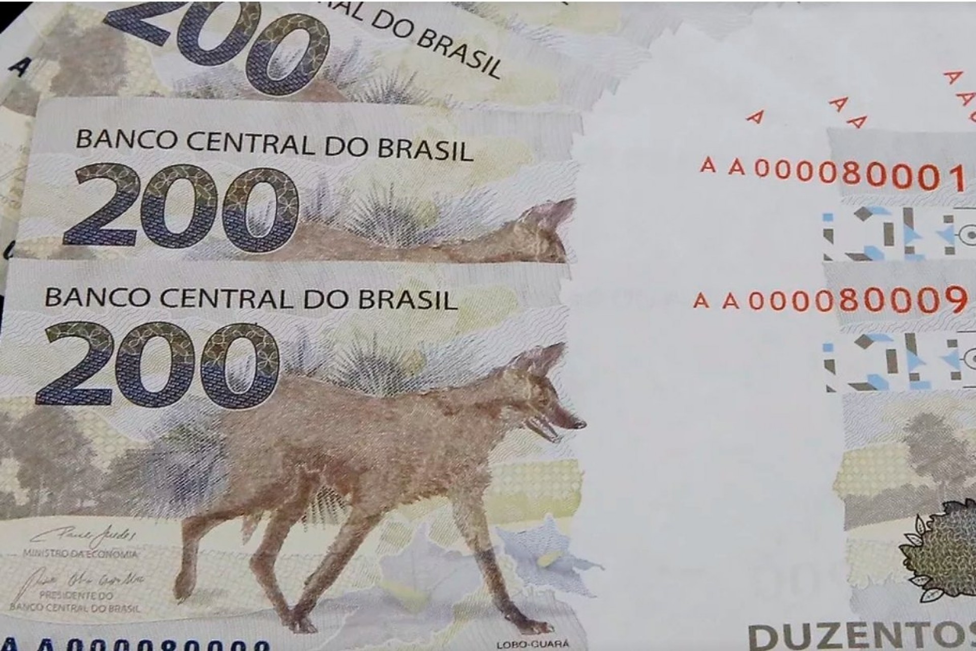 Nota de R$ 200: um ano depois do lançamento, lobo-guará está desaparecido