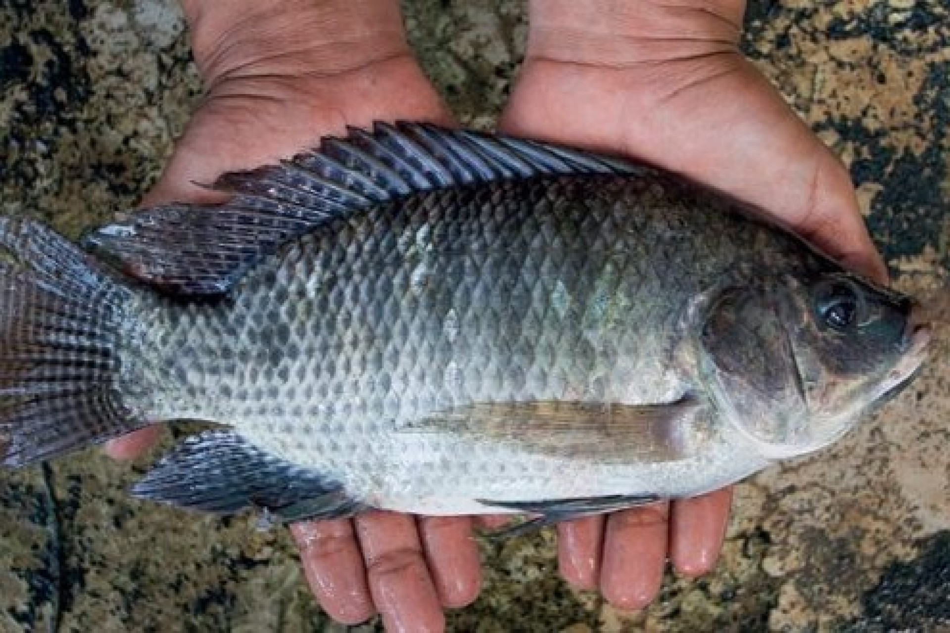 Nova lei abre caminho para Brasil quintuplicar produção de peixes de cultivo