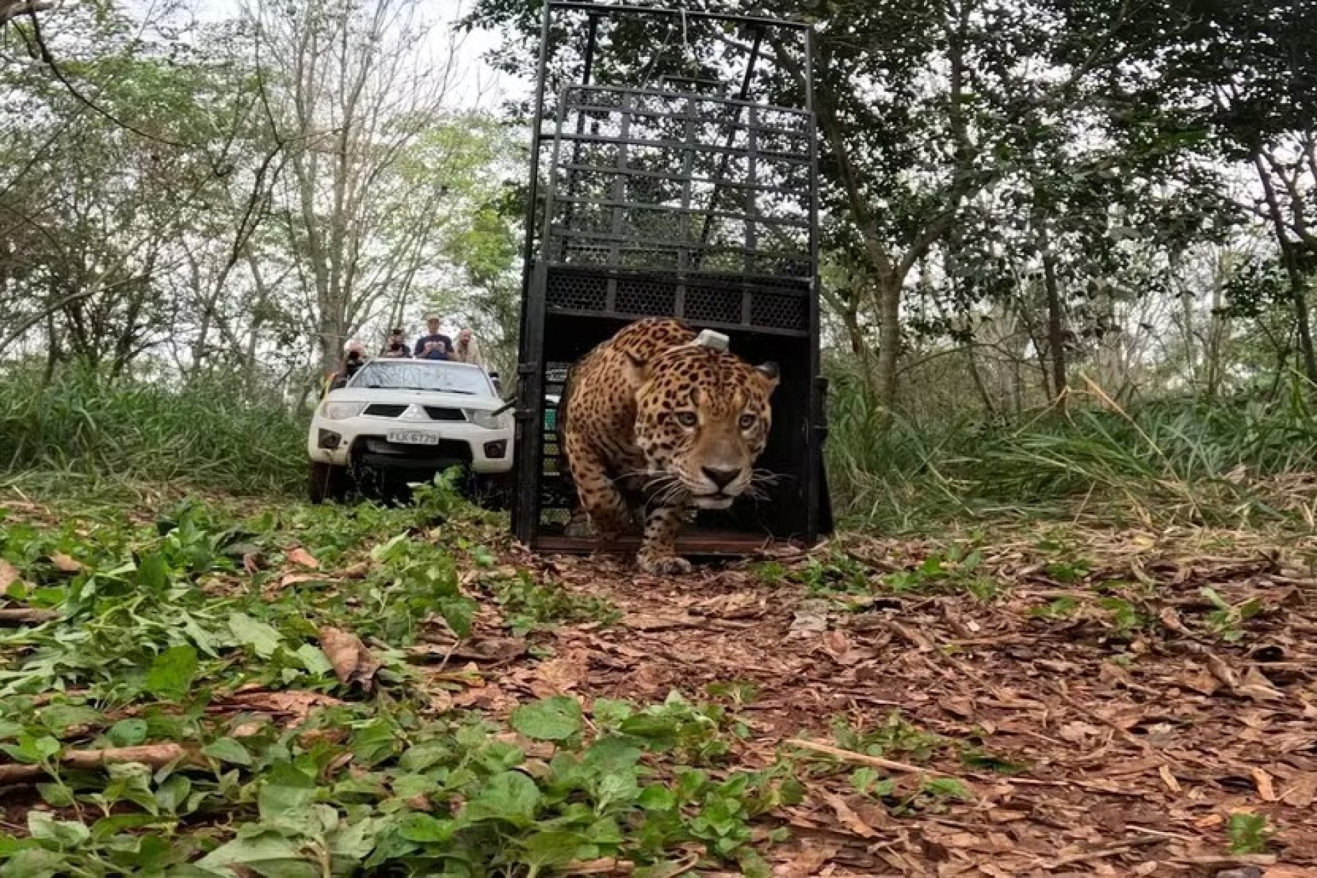Onça encontrada embaixo de varal de roupas no Paraná é devolvida à natureza
