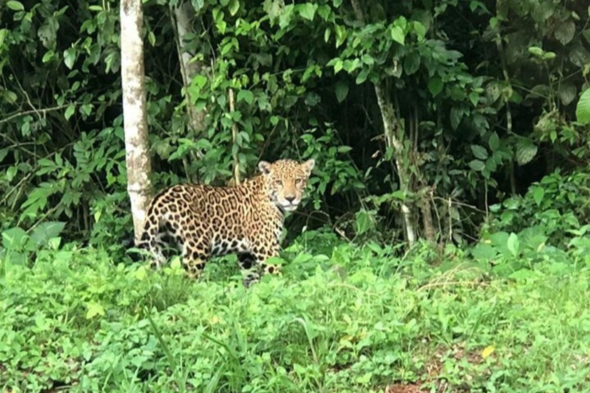 Onça-pintada é flagrada passeando no Parque Nacional do Iguaçu