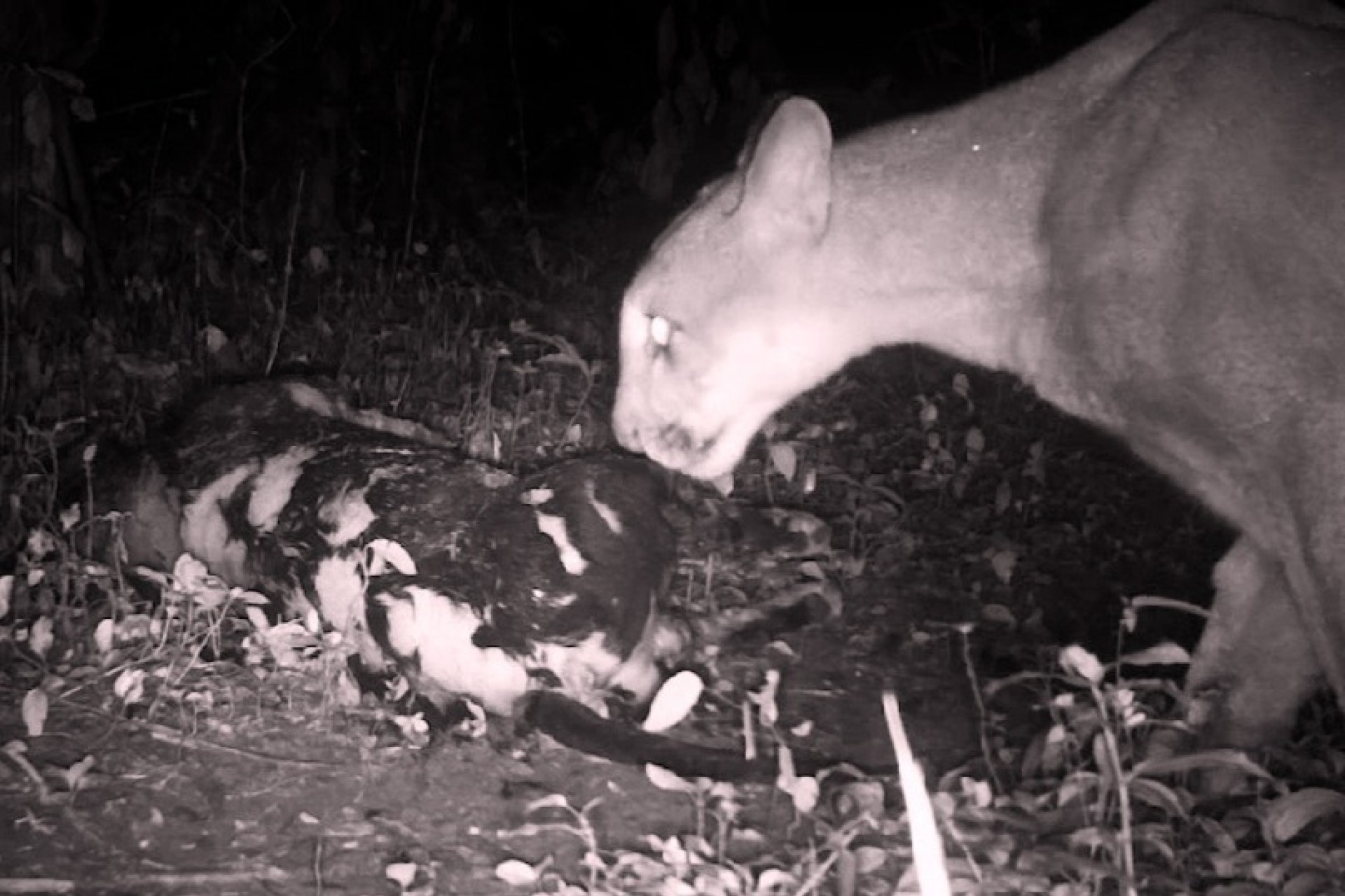 Onças-Pardas invadem quintal de casa e atacam animais de estimação em São Miguel do Iguaçu