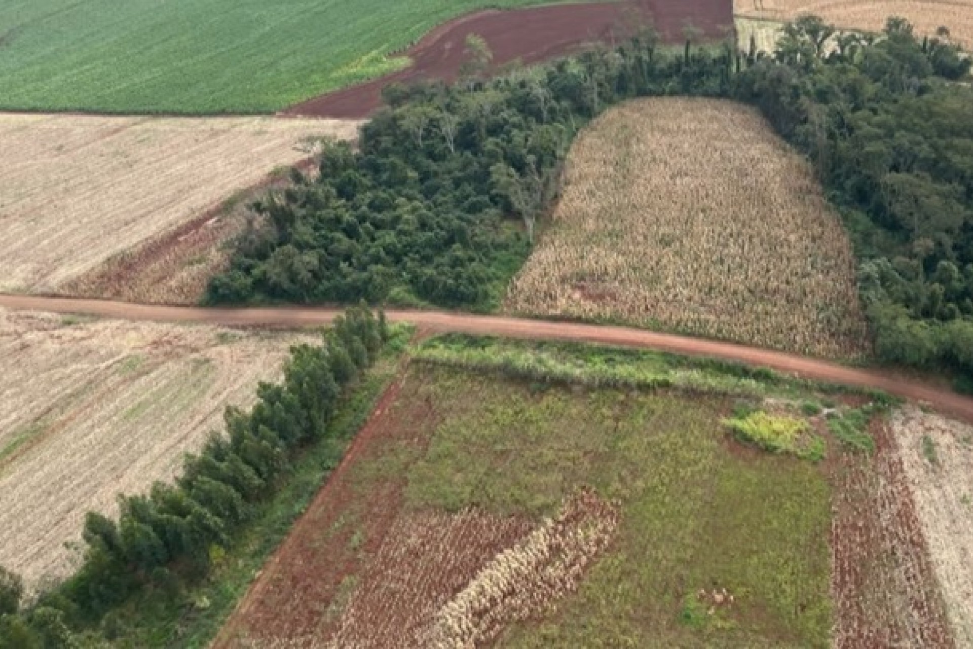 Operação do IAT identifica 17 hectares de desmatamento ilegal em Missal e outros municípios do Oeste