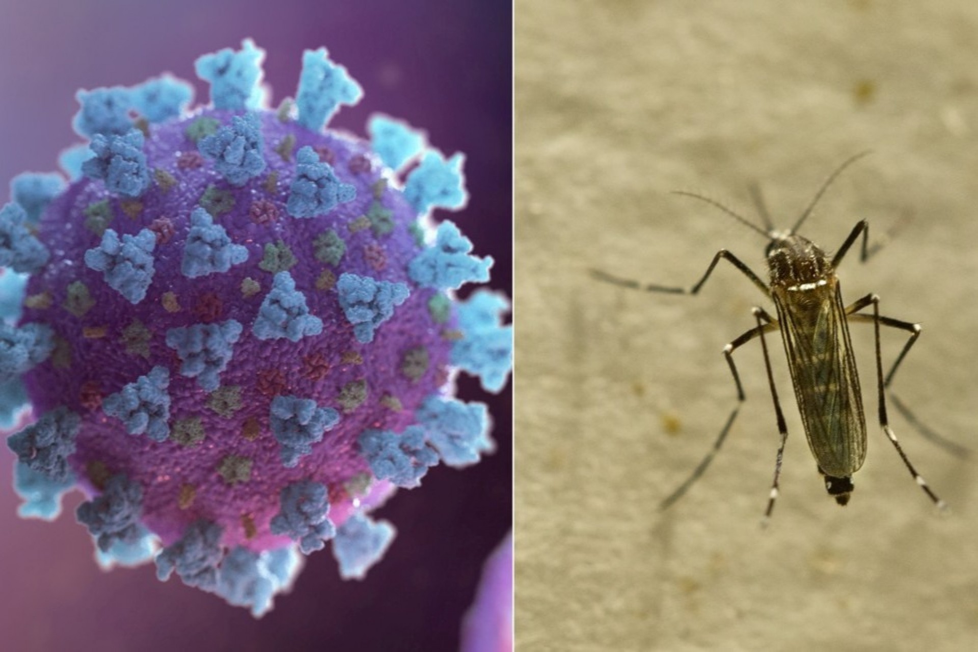 OPINIÃO: Comparar mortes de dengue com Covid-19 é no mínimo injusto