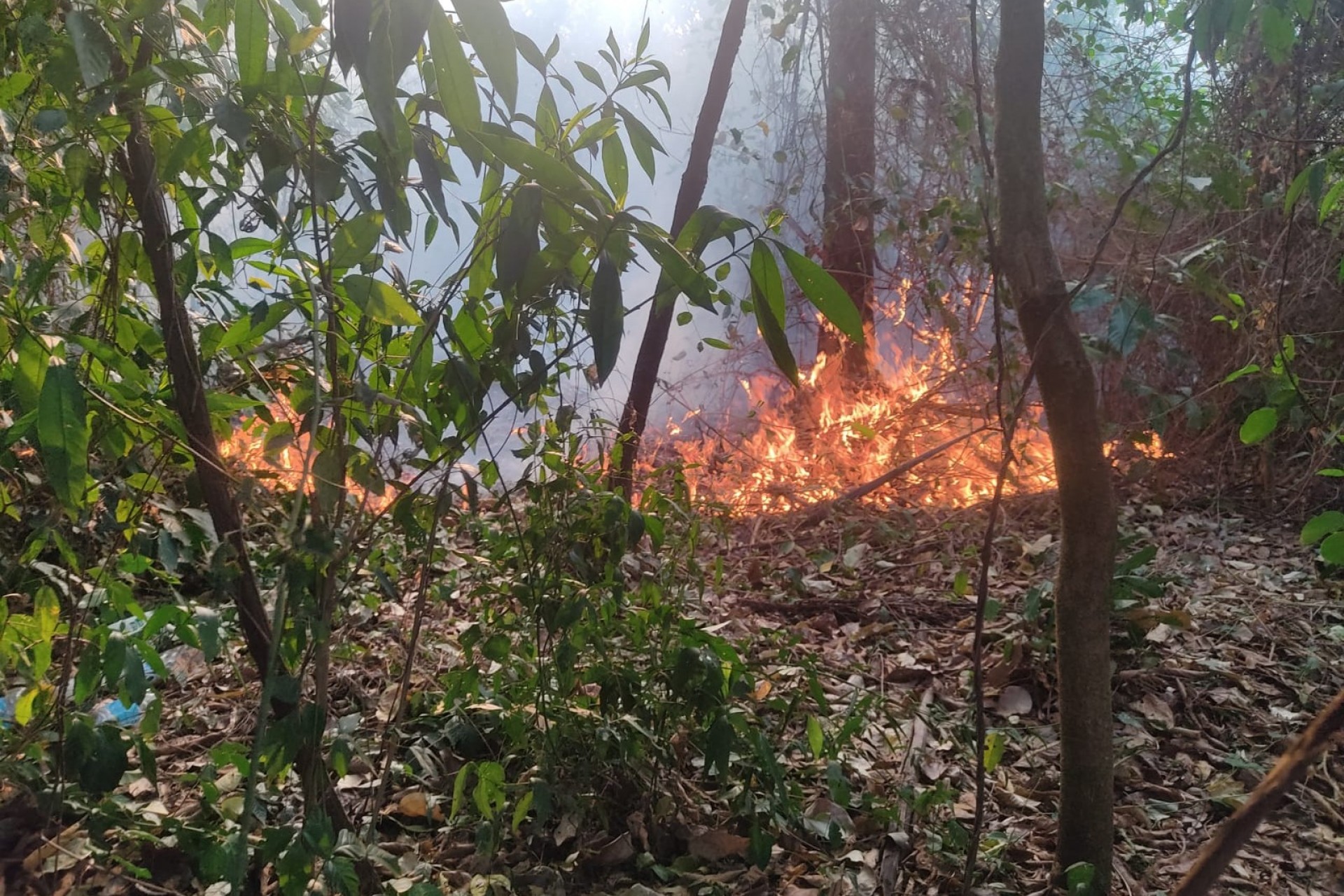 Órgãos de Fiscalização tem recebido diversas denúncias de incêndios ambientais em Missal