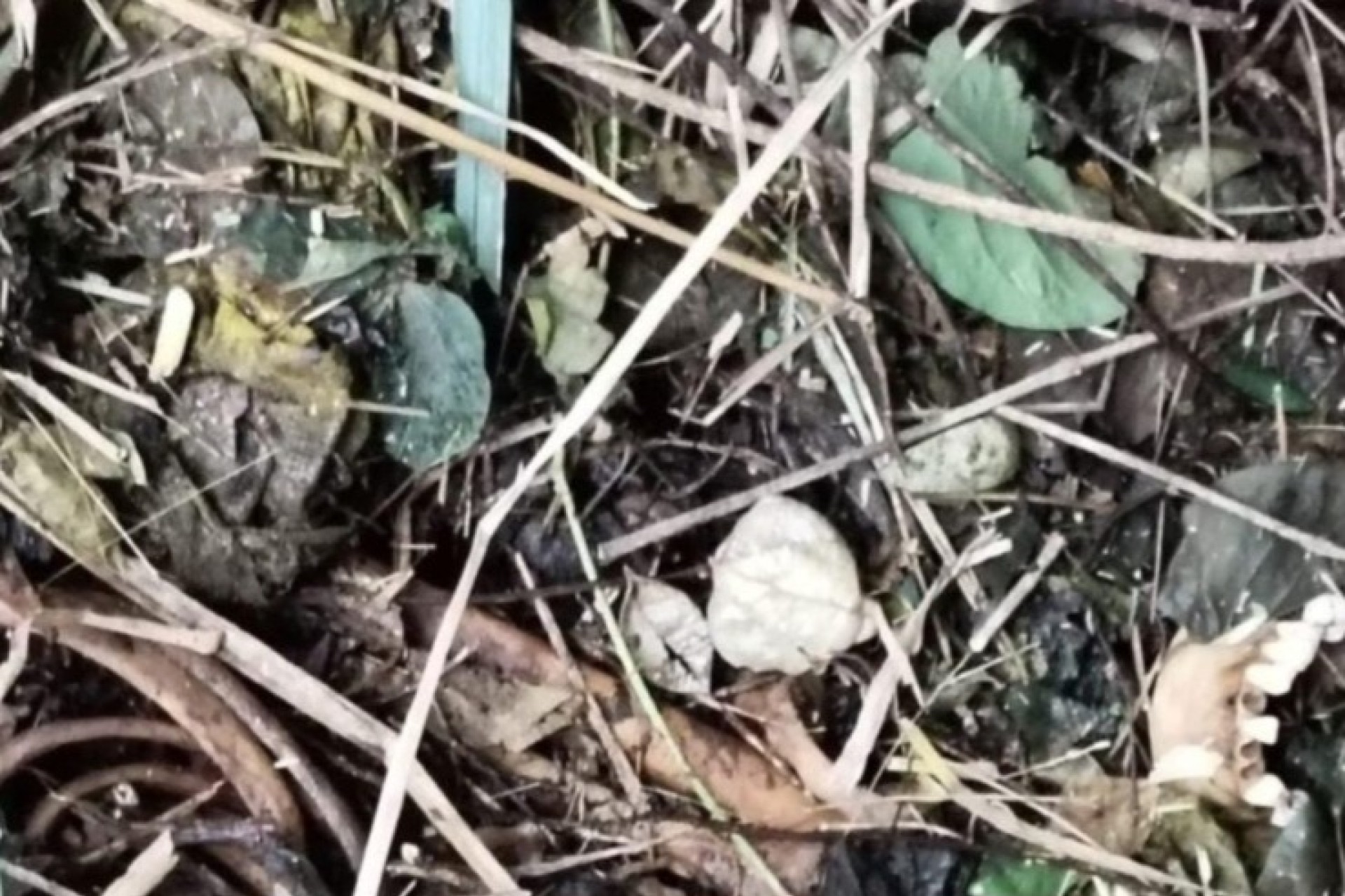 Ossada humana é encontrada às margens da BR-277 em São Miguel do Iguaçu