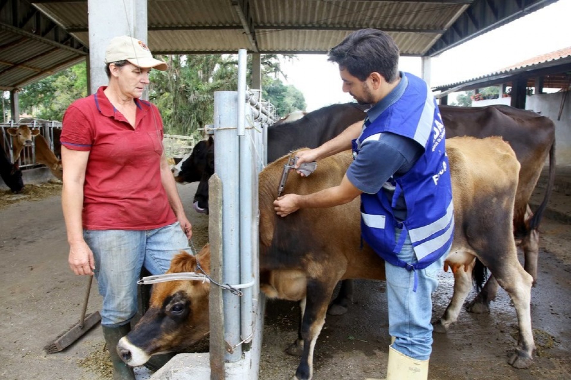 Paraná inicia os fóruns sobre o fim da vacinação contra aftosa