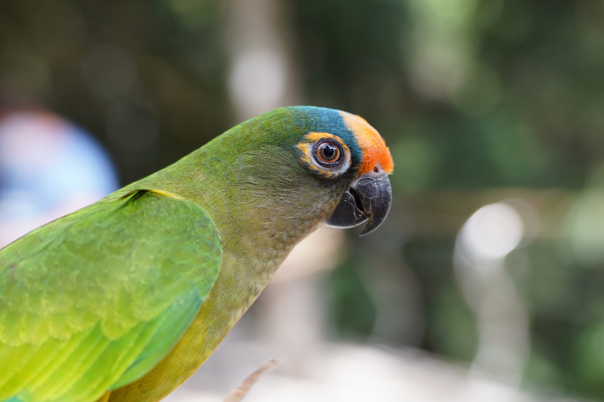 Parque das Aves reabre para visitação no dia 01 de setembro