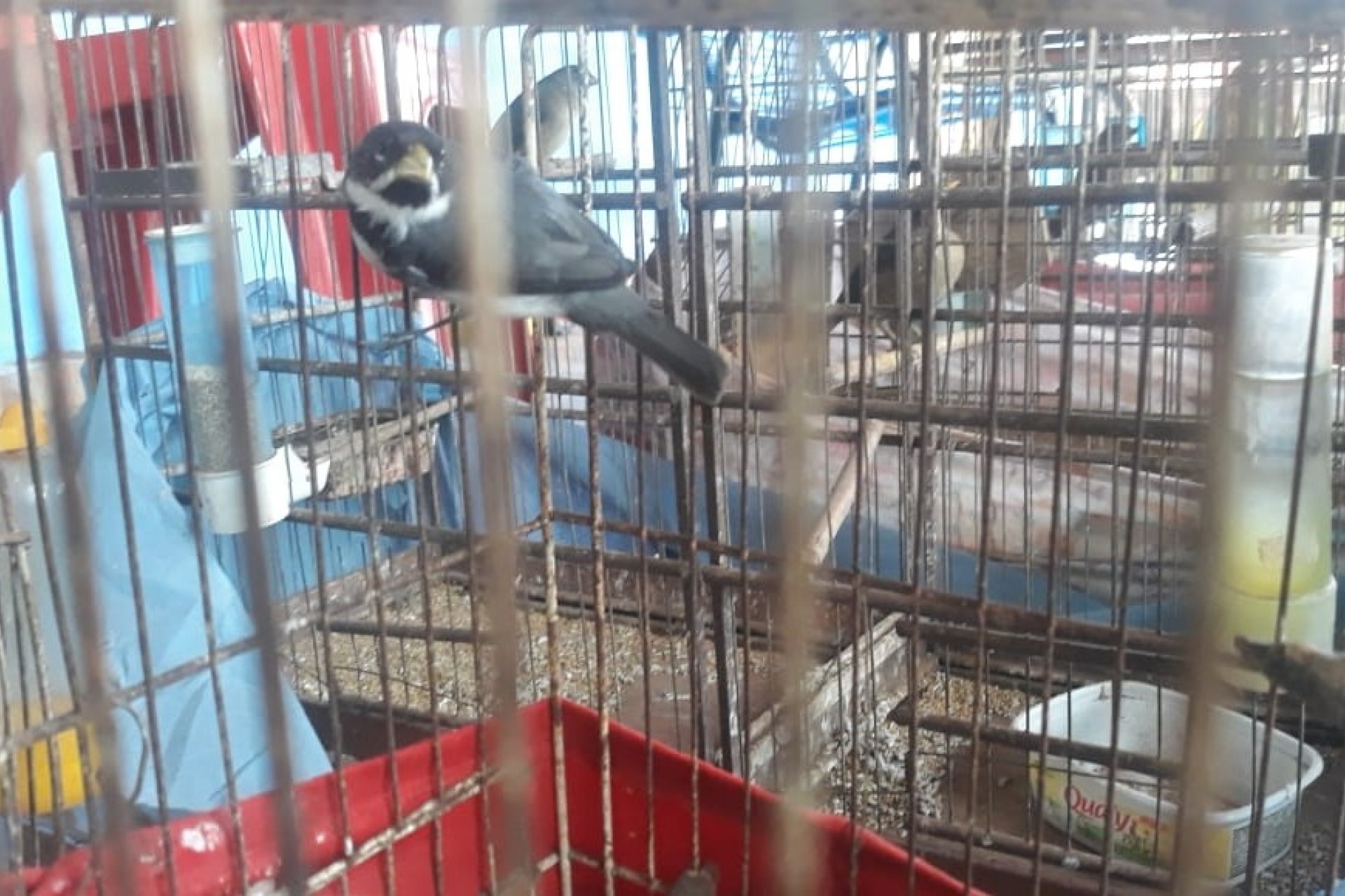 Pássaros silvestres são apreendidos no oeste do Paraná