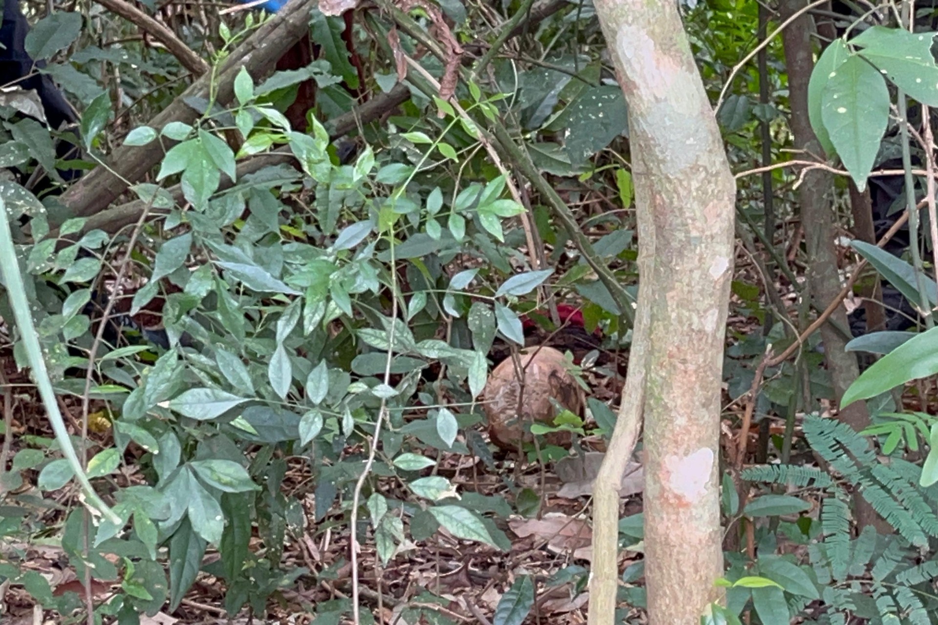 Perícia revela detalhes intrigantes sobre ossada encontrada no interior de Missal