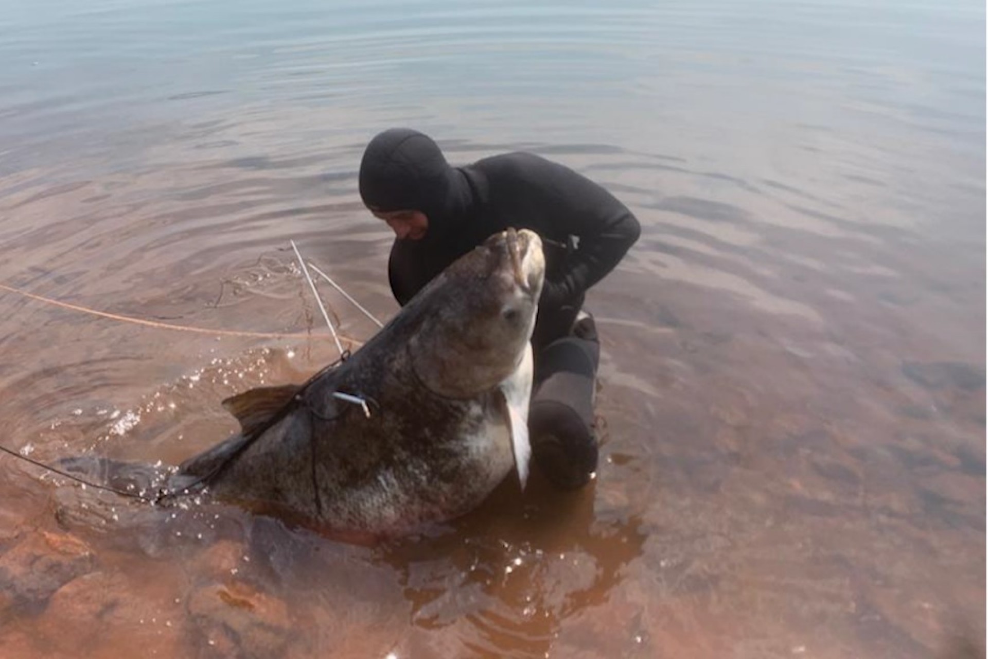 Pescador captura carpa cabeçuda de 70 quilos no Oeste do Paraná