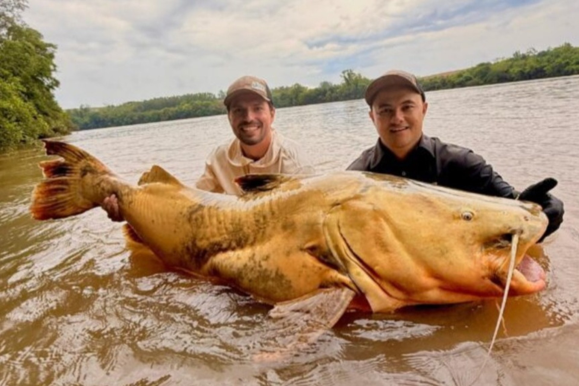 Pescador captura jaú de quase 100 kg no Rio Ivaí