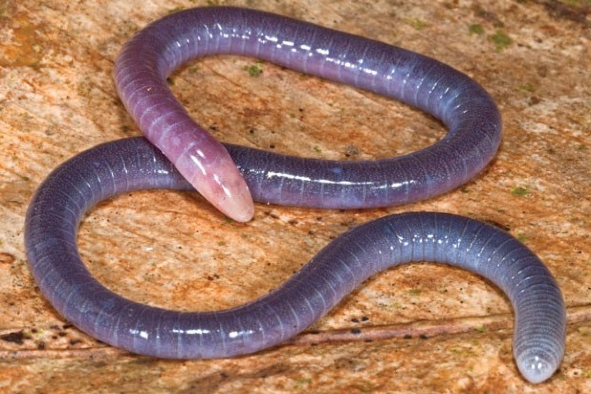 Cobras: qual é a origem desses animais?