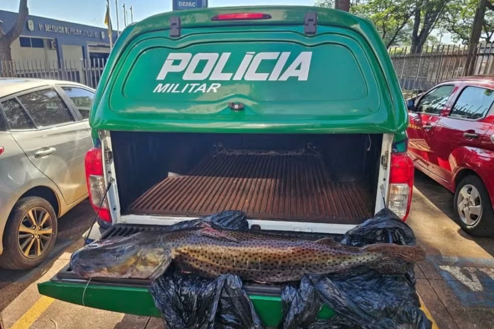 Pintado de 21kg rende multa de R$ 33 mil a motorista durante fiscalização
