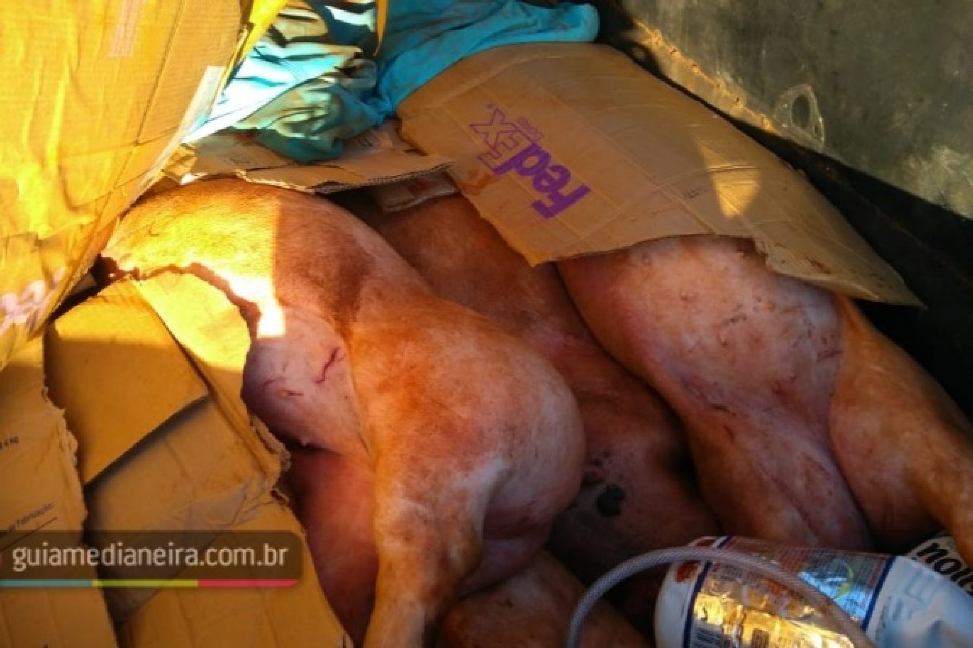 PM prende duas pessoas com porcos furtados em granja em Medianeira