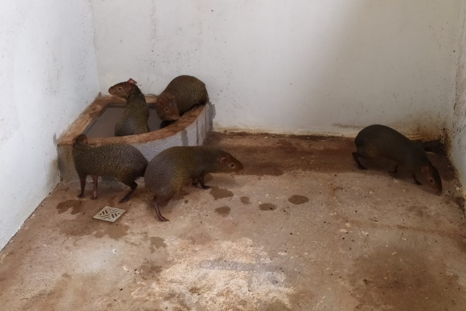 Polícia Ambiental descobre cativeiro de pacas e cutias, no Oeste paranaense