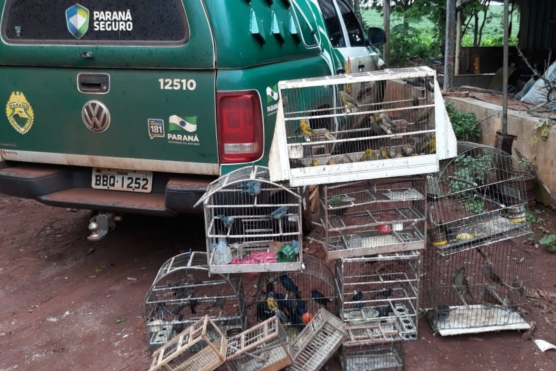Polícia Ambiental estoura ponto de comércio ilegal de pássaros silvestres