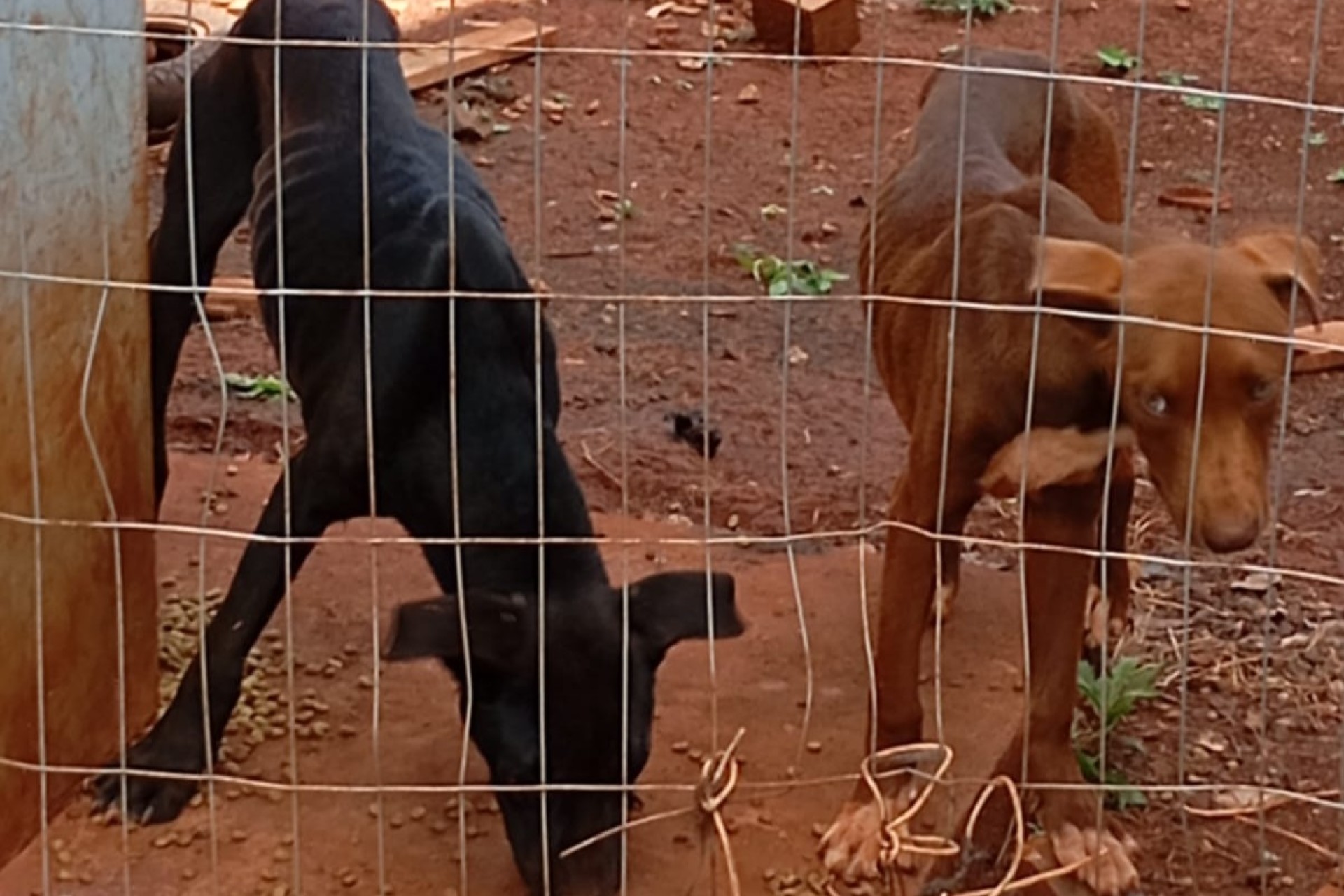 Polícia Civil e Militar resgatam pit bulls vítimas de maus-tratos em Missal