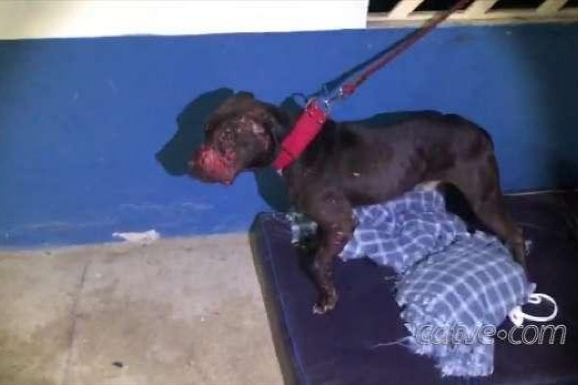 Polícia Civil prende 40 pessoas em rinha internacional e resgata cães