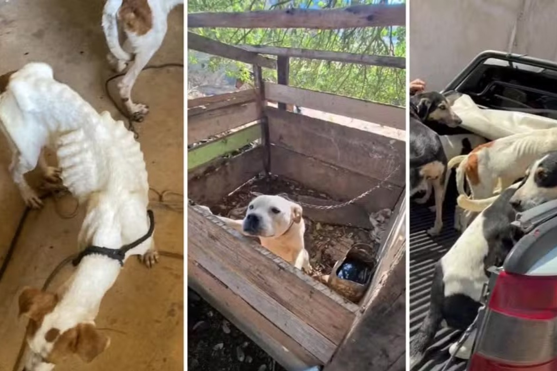 Polícia flagra 11 cachorros e filhotes em situação de maus-tratos no Paraná