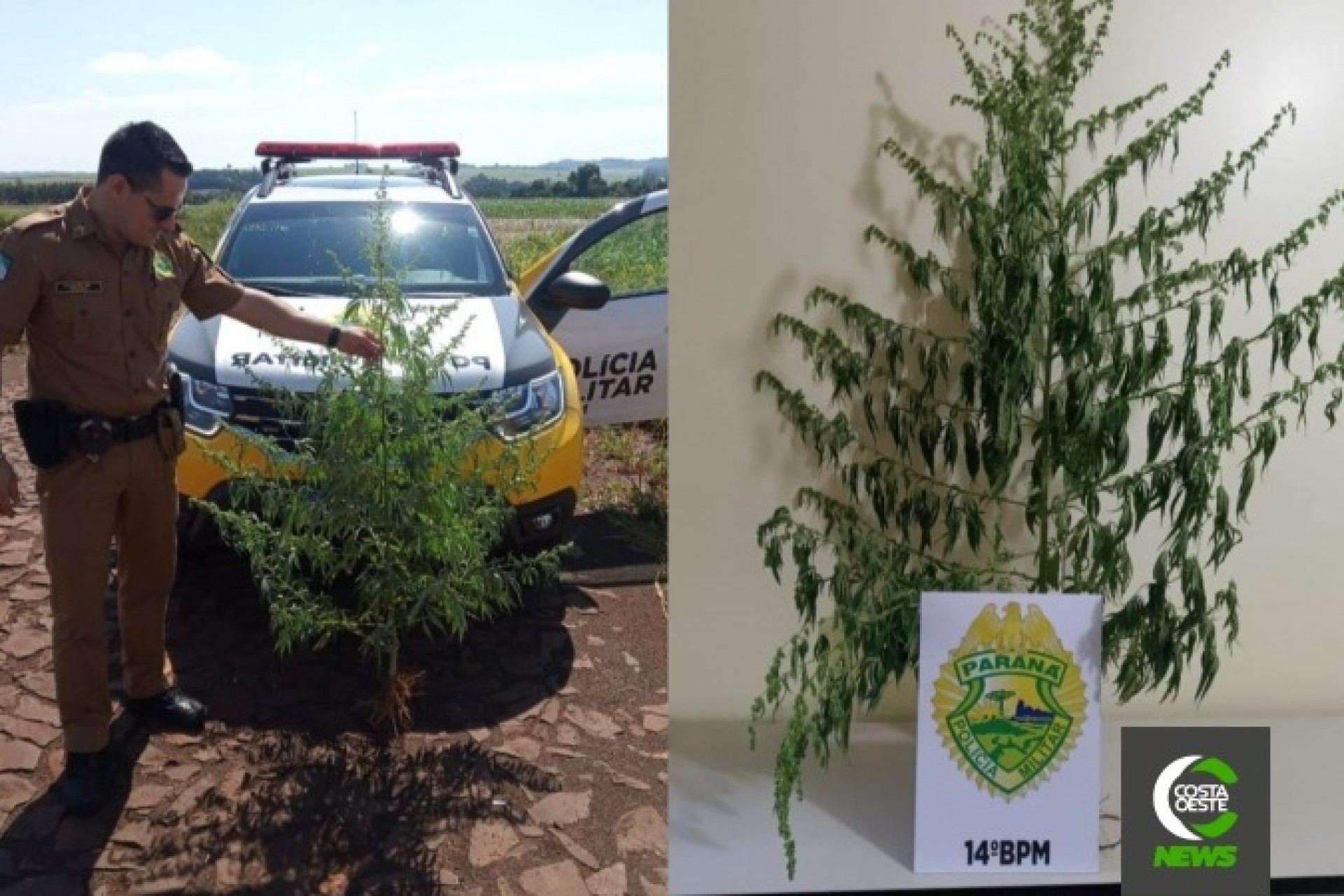 Polícia Militar apreende pé de maconha em Itaipulândia