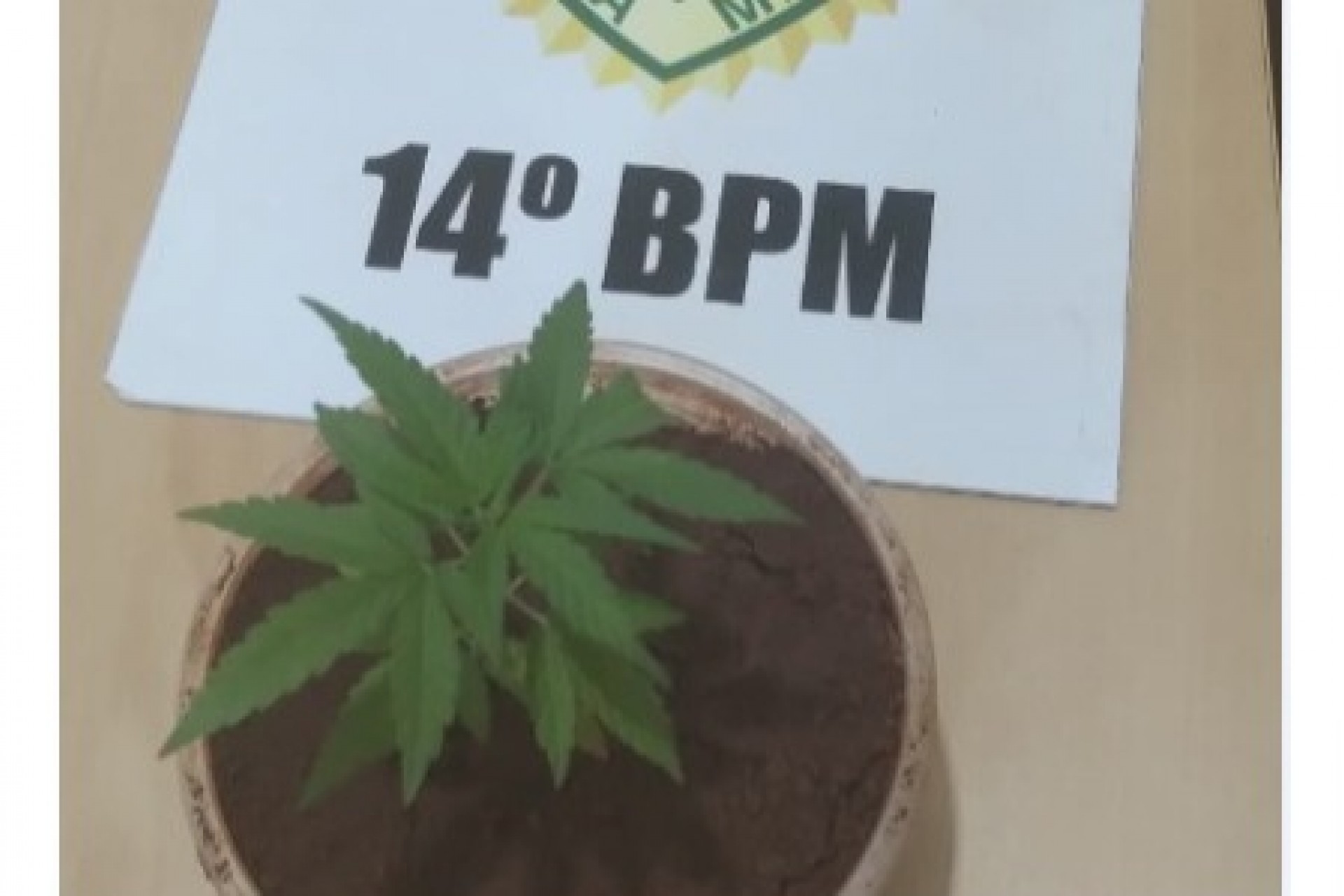 Polícia Militar de Missal apreende adolescente que cultivava pé de maconha em casa