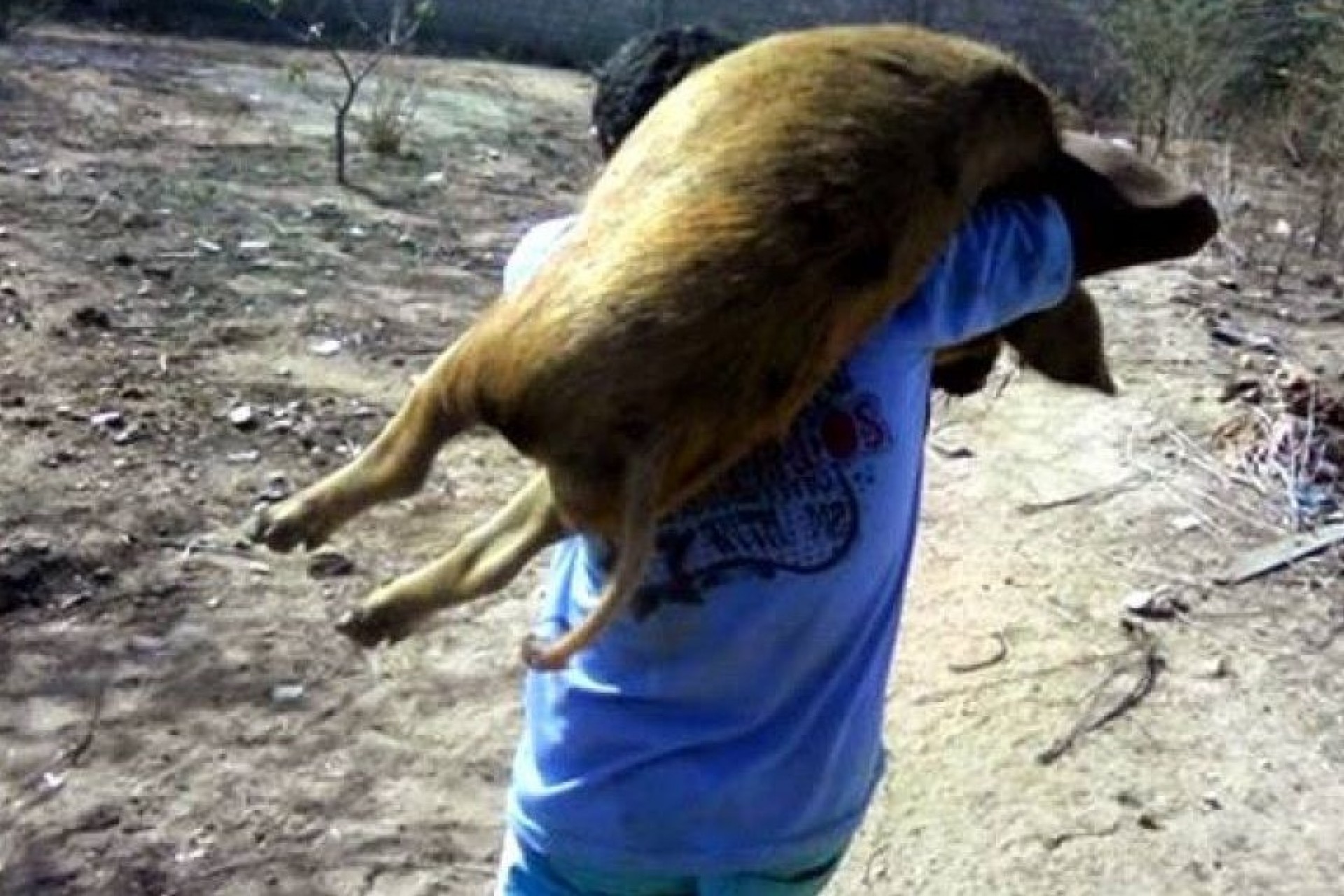 Porcos são furtados em propriedade rural de Santa Helena