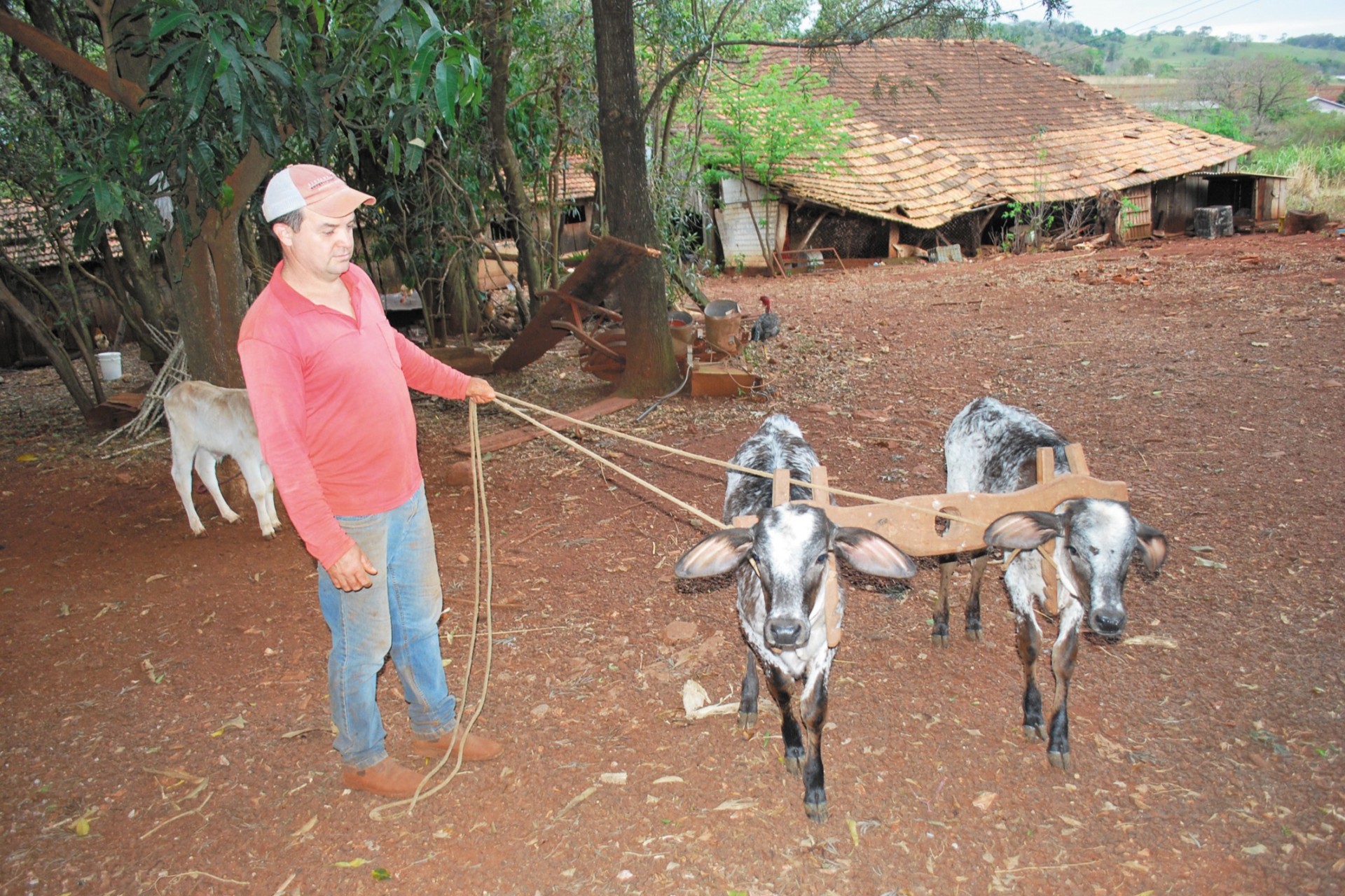 Pratica quase esquecida - Junta de bois ou vacas para arar a terra