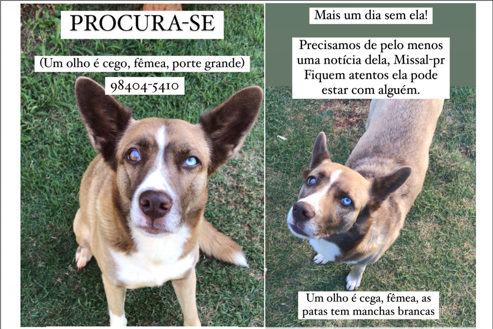 Procura-se cachorra Pucca que sumiu no centro de Missal à dois dias