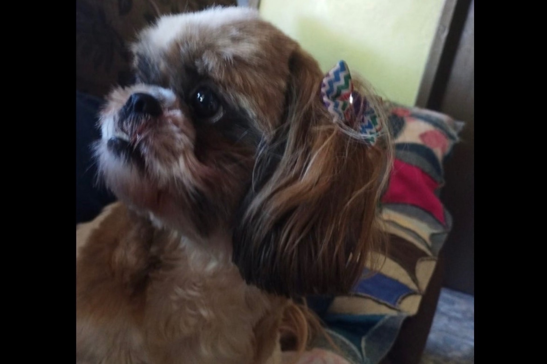 Procura-se cachorrinha que sumiu em Missal