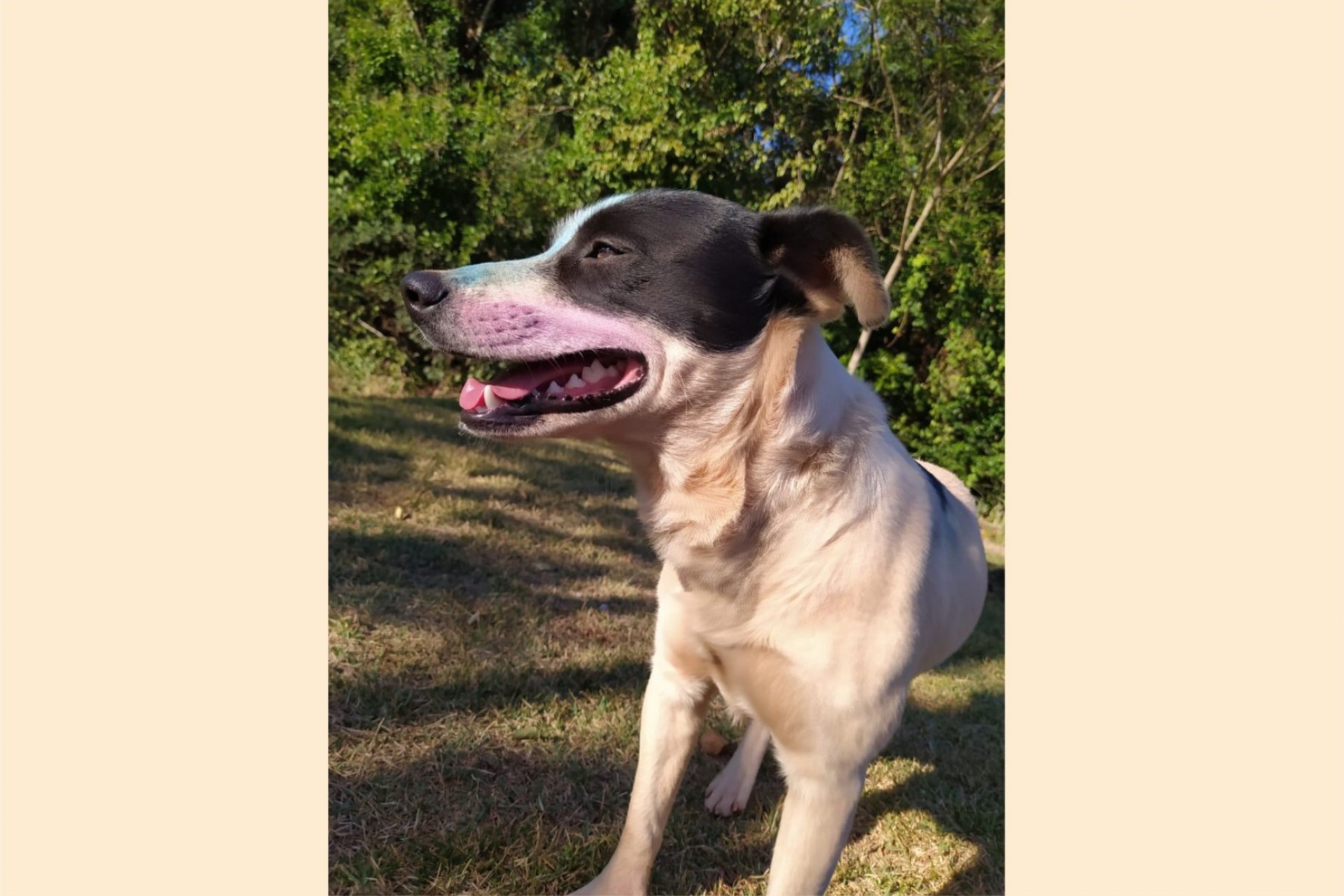 Procura-se cachorrinho que desapareceu no bairro Sítio Verde / Renascer.