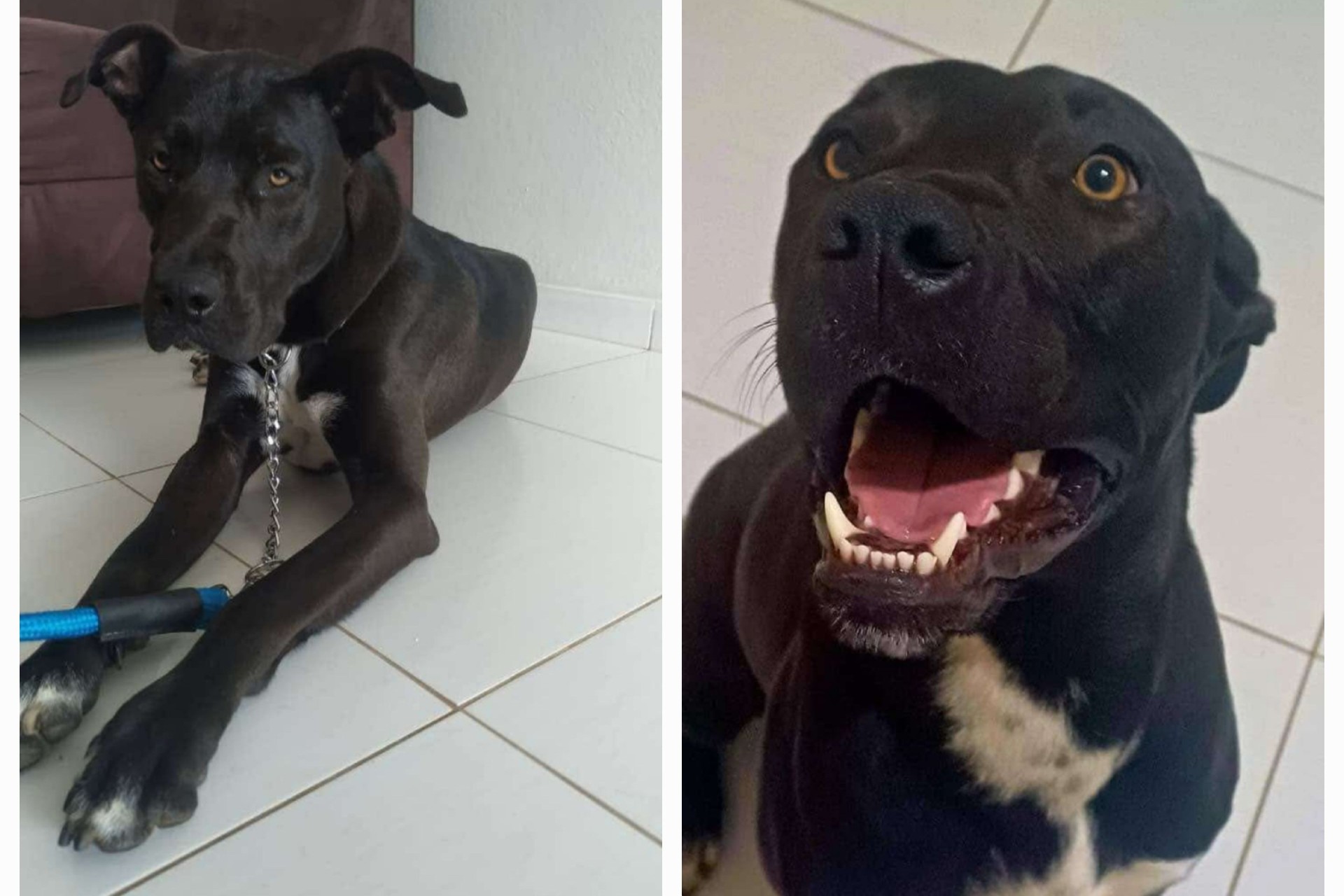 Procura-se cachorro que sumiu no Bairro Panorâmico em Missal