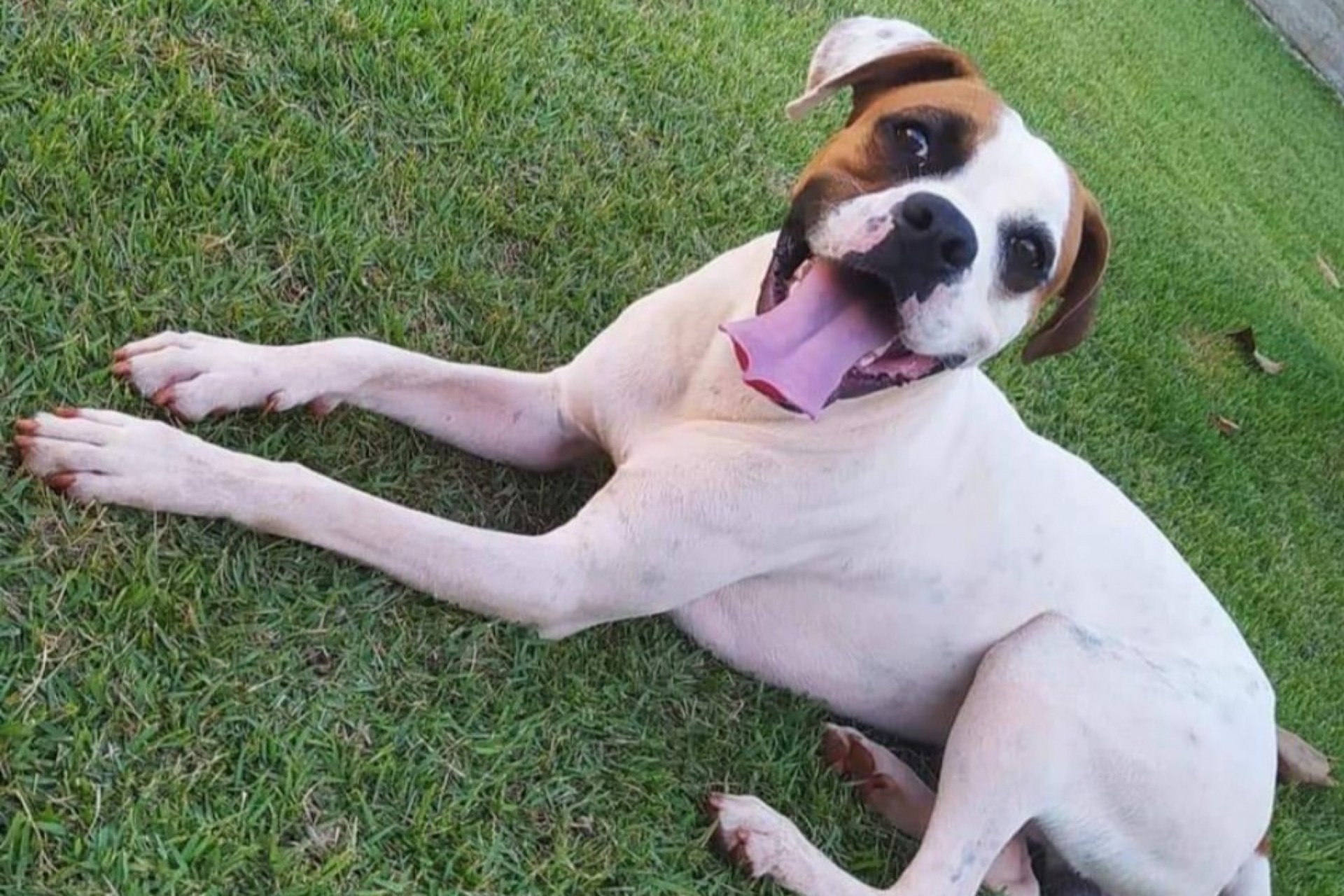 Procura-se cachorro Thor que sumiu no bairro Renascer em Missal