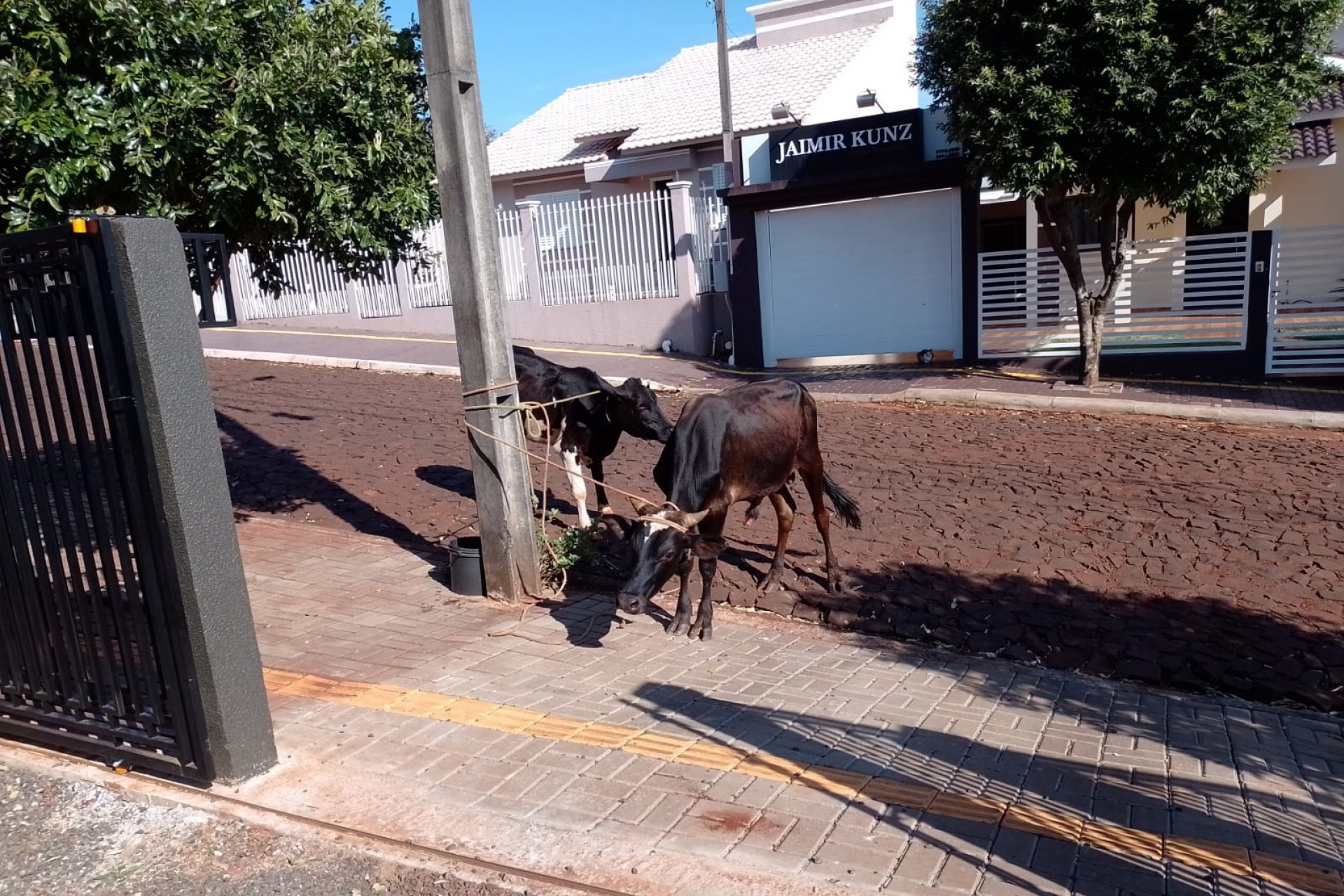 Procura-se dono de bezerros que foram encontrados no bairro Panorâmico, em Missal