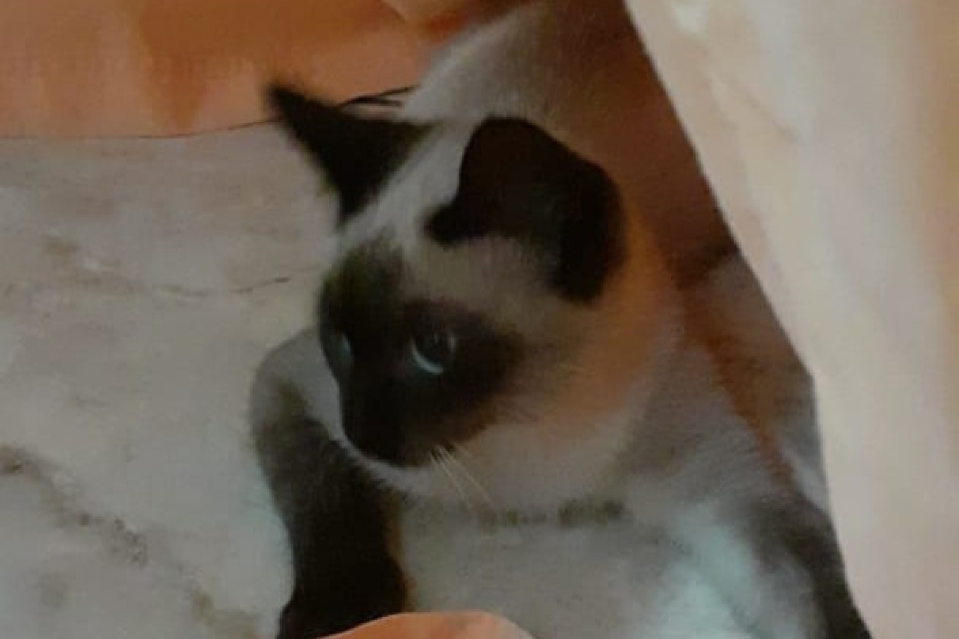 Procura-se gata que sumiu hoje, próximo ao Studio Fotográfico Jaimir Kunz